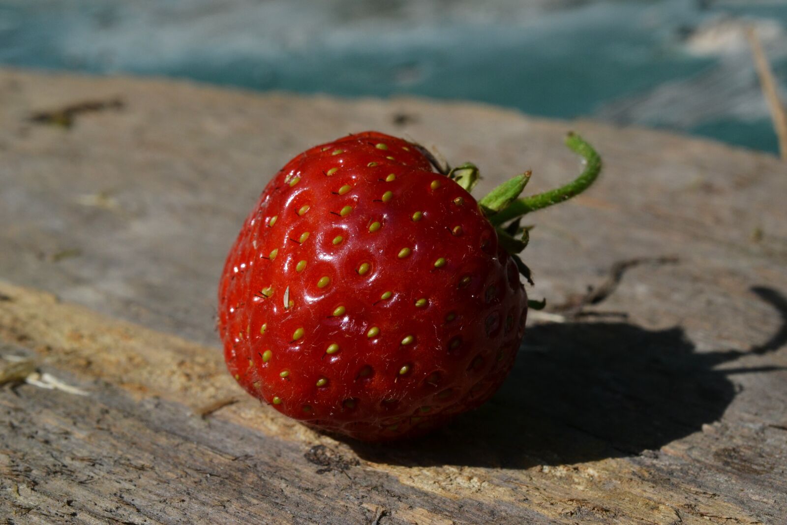 Nikon D3100 sample photo. Strawberry, bio, fruit photography