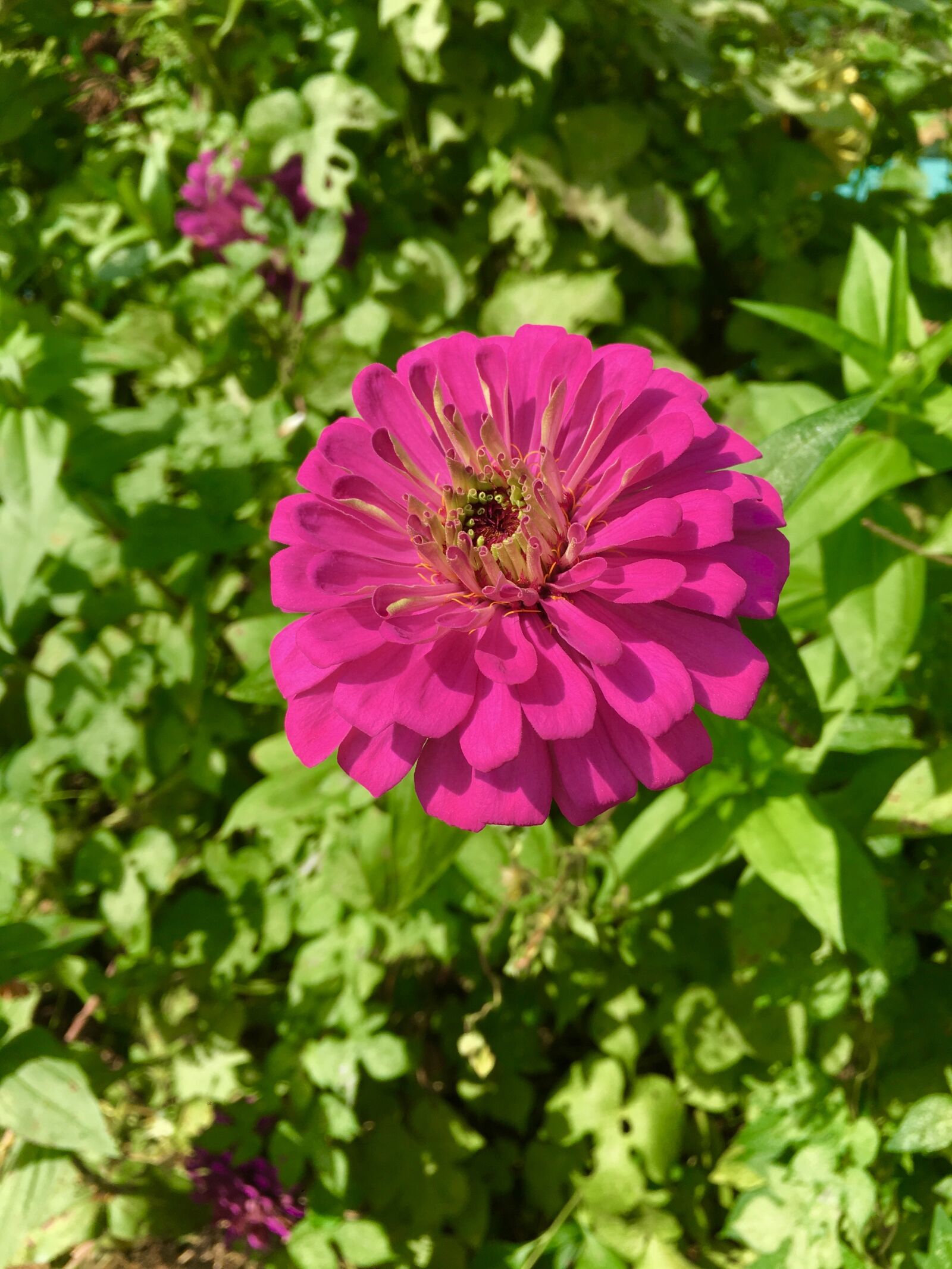 Apple iPhone 6s Plus sample photo. Flower, purple, garden photography