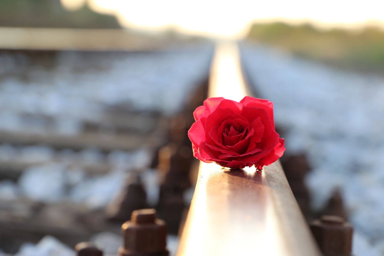 Canon EF 24-105mm F3.5-5.6 IS STM sample photo. Red rose on rail photography