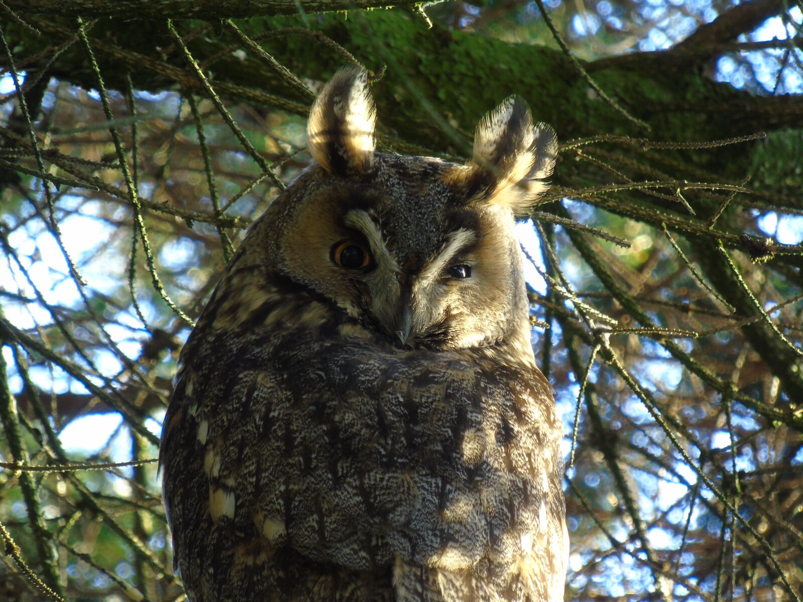 Sony Cyber-shot DSC-H400 sample photo. Owl, eagle owl, bubo photography