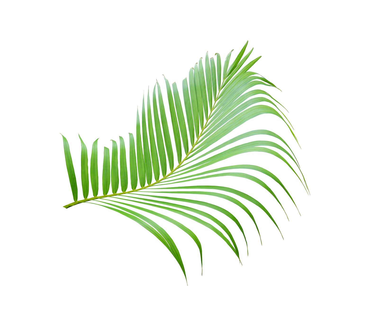 Canon EOS 700D (EOS Rebel T5i / EOS Kiss X7i) sample photo. Palm, leaf, tropical photography
