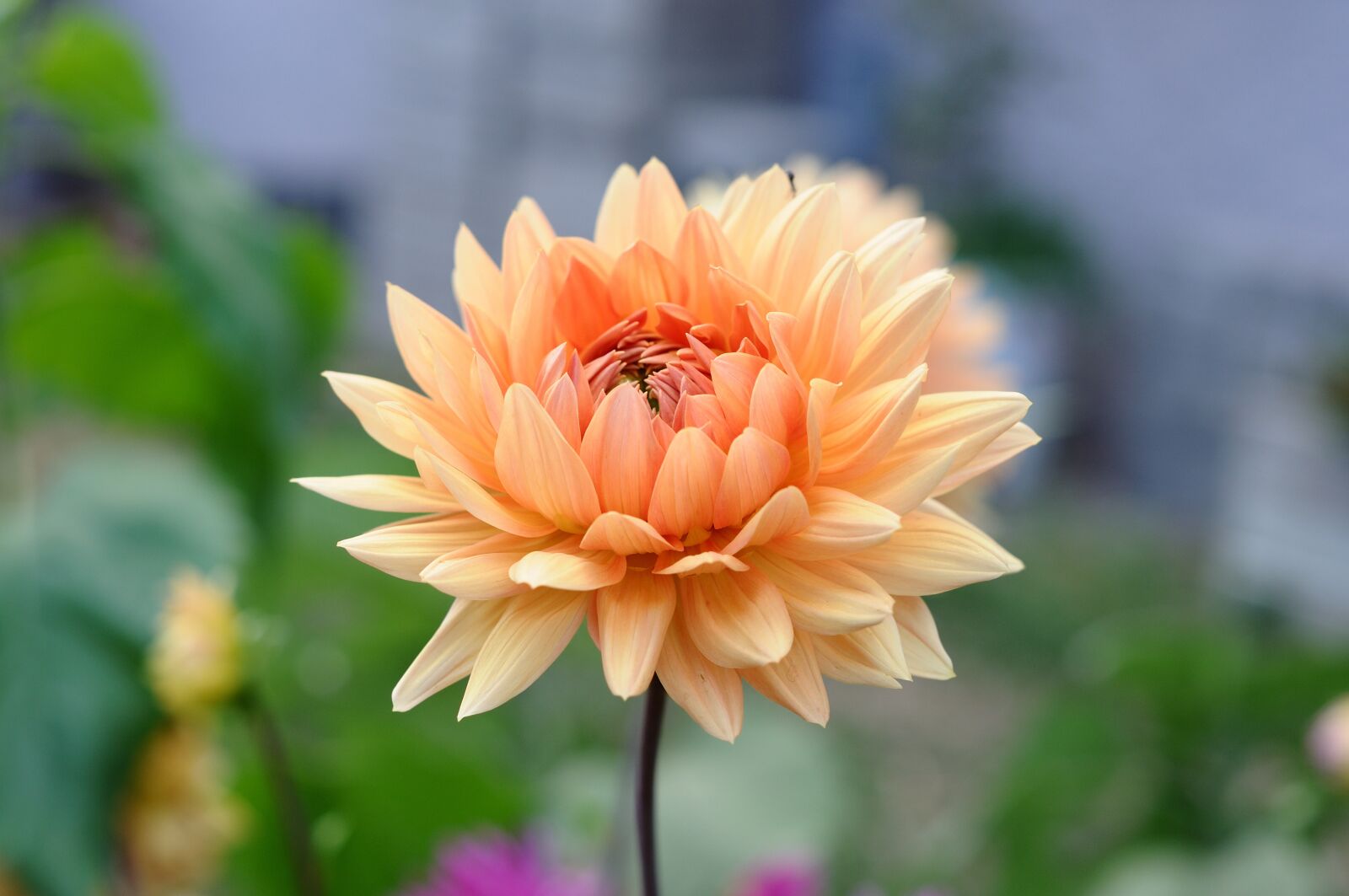 Nikon D90 sample photo. Flower, plant, botany photography