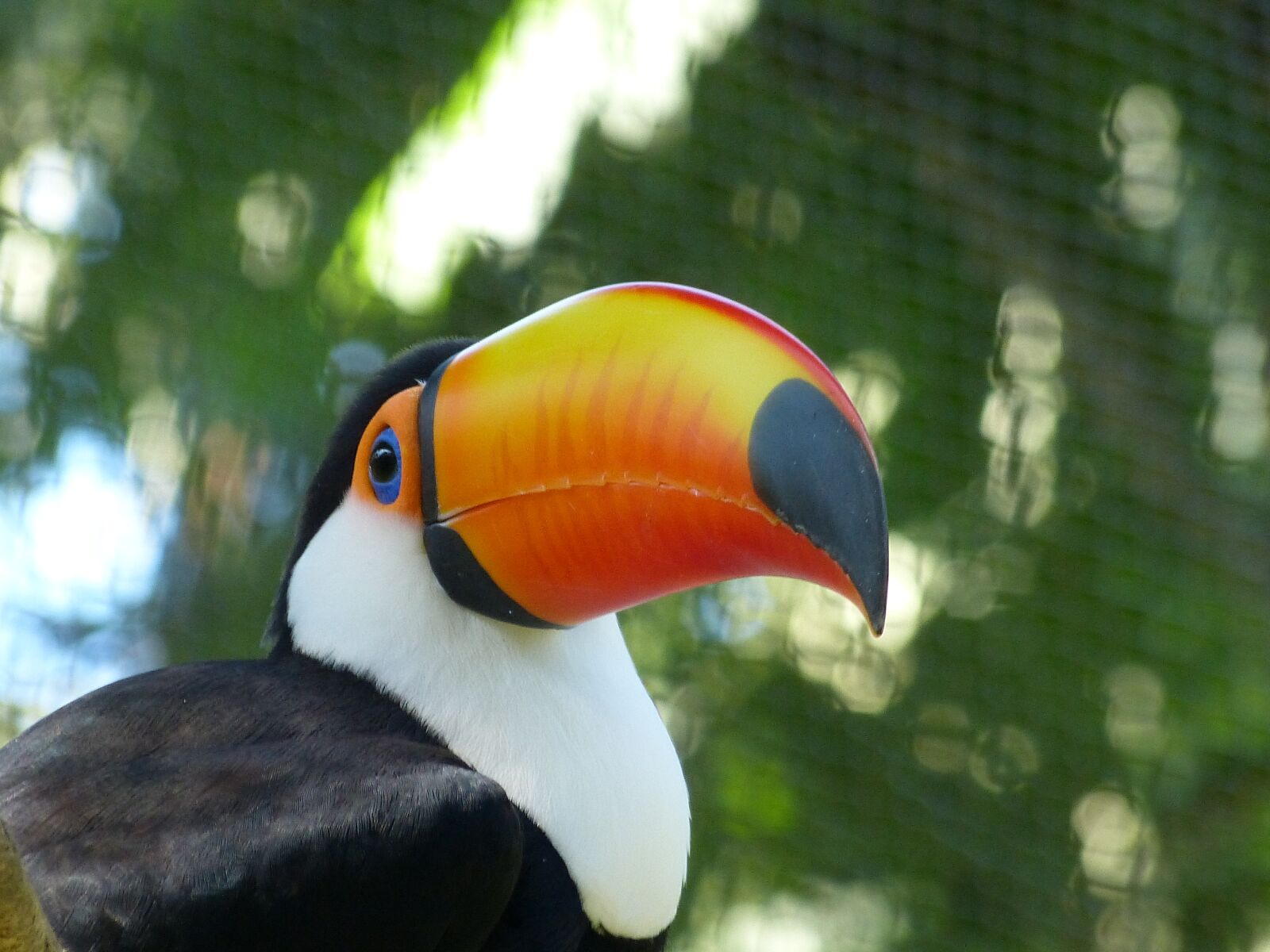 Panasonic Lumix DMC-FZ150 sample photo. Tucano, bird, the blue photography
