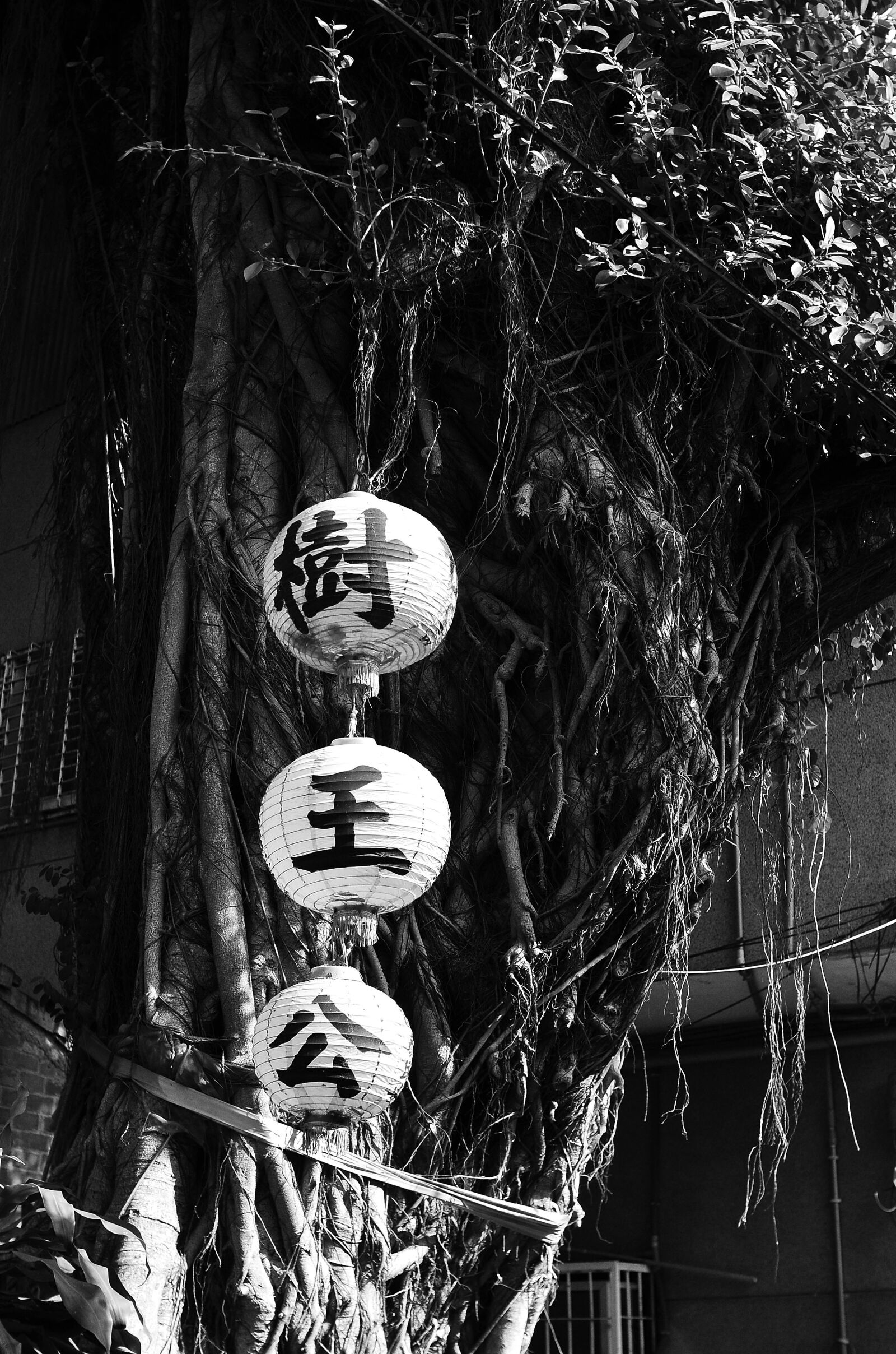 Nikon D7000 sample photo