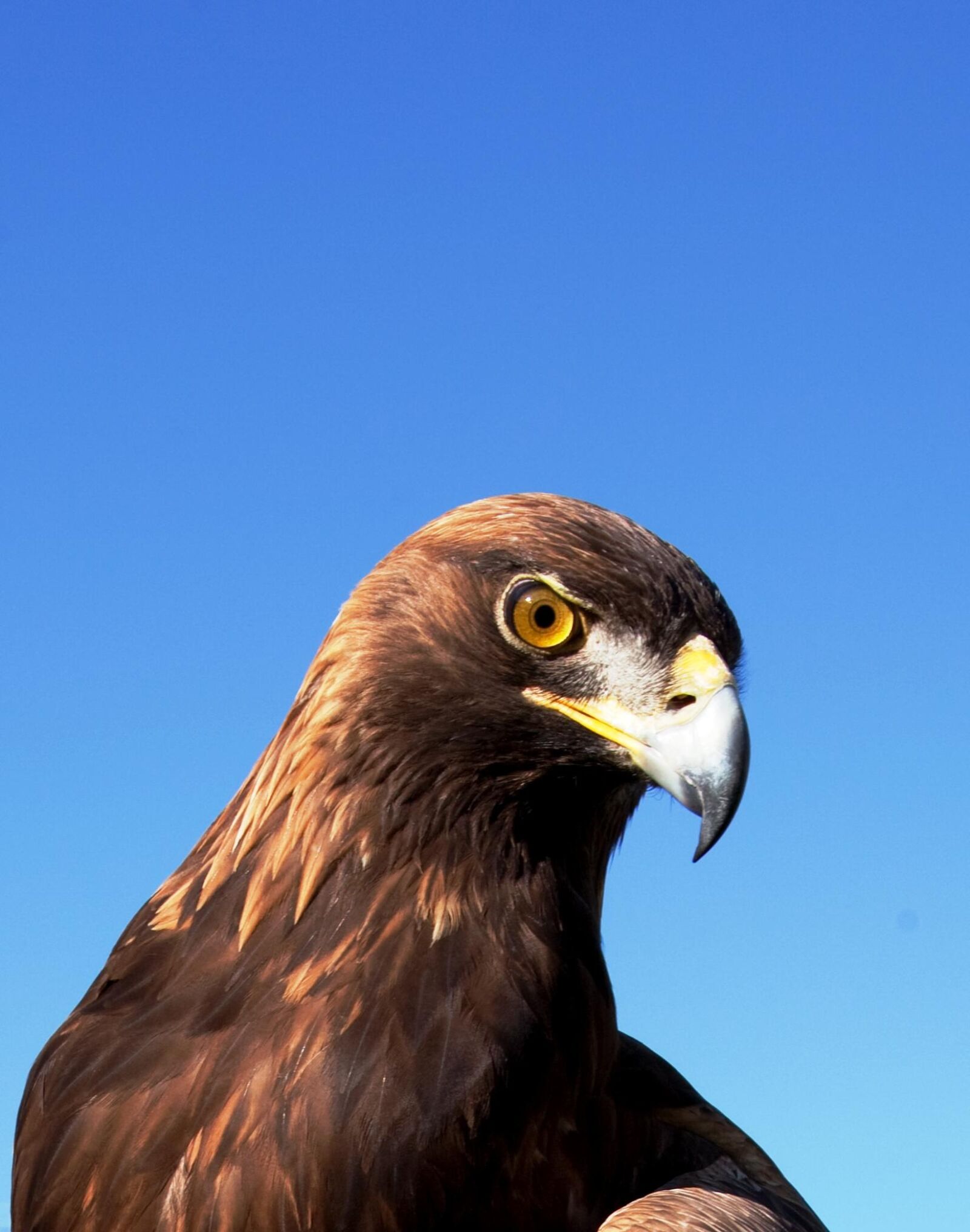 Canon EOS 5D Mark II sample photo. Adler, raptor, bird of photography
