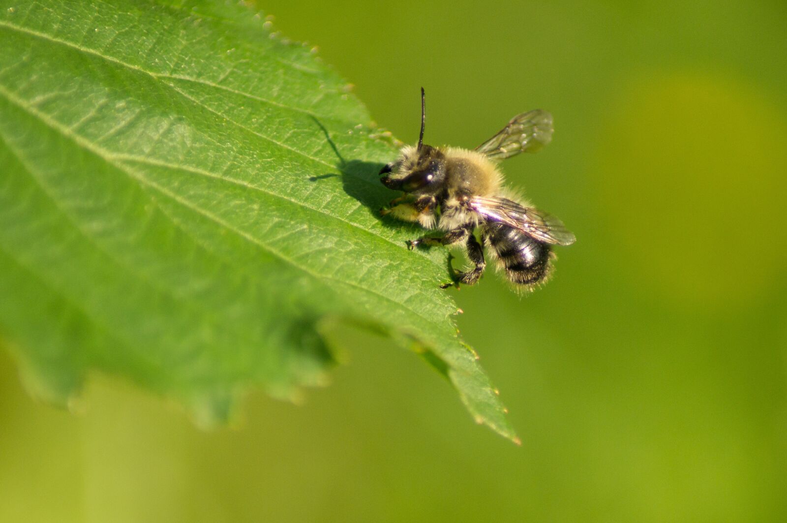 Sony SLT-A57 sample photo. Unicorn bee, bee, insect photography