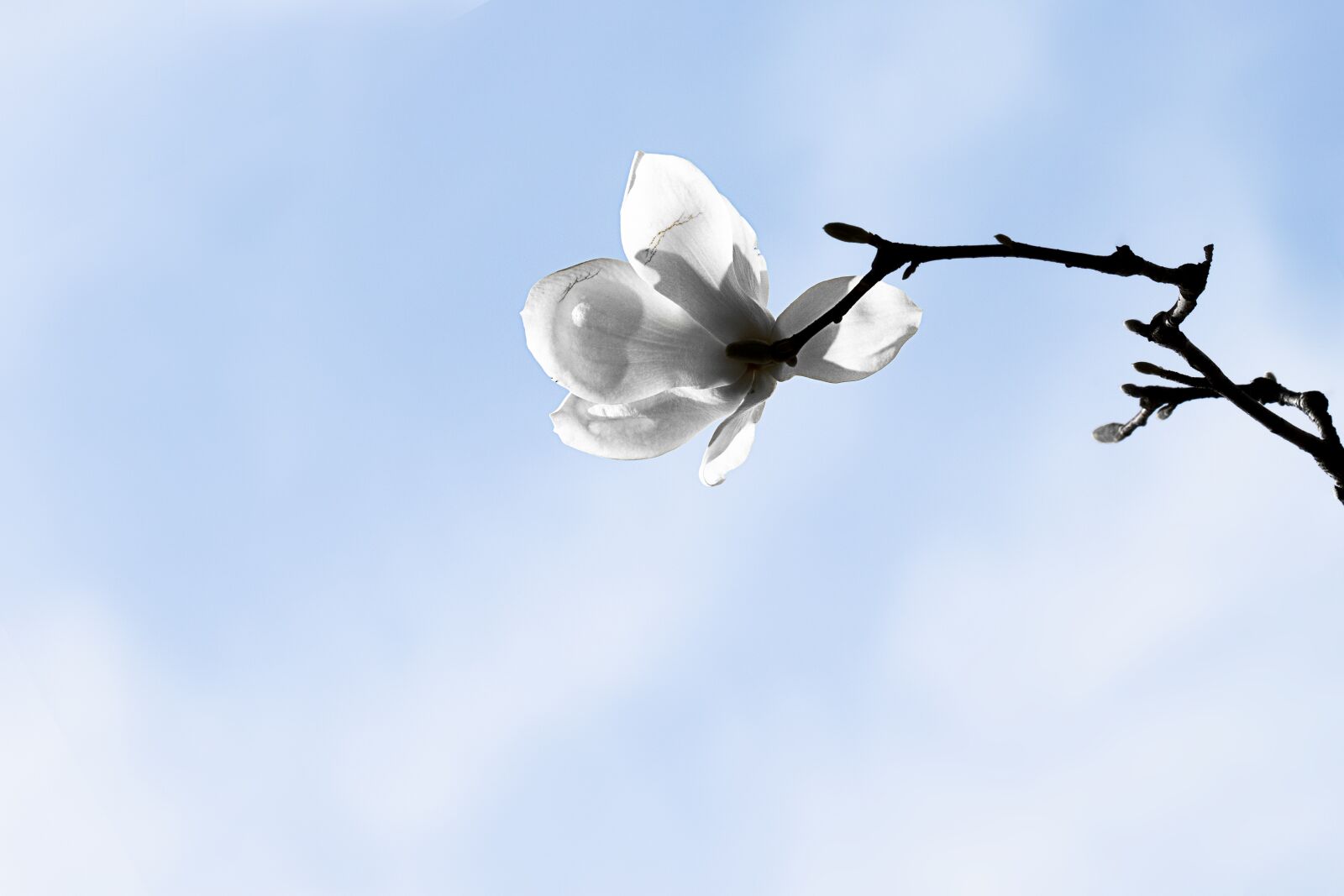 Canon EOS 7D Mark II sample photo. Magnolia, flowers, spring photography