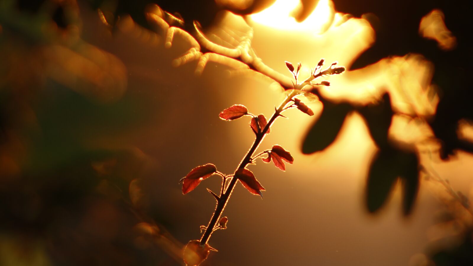 Canon EF75-300mm f/4-5.6 sample photo. Light, nature, forest photography