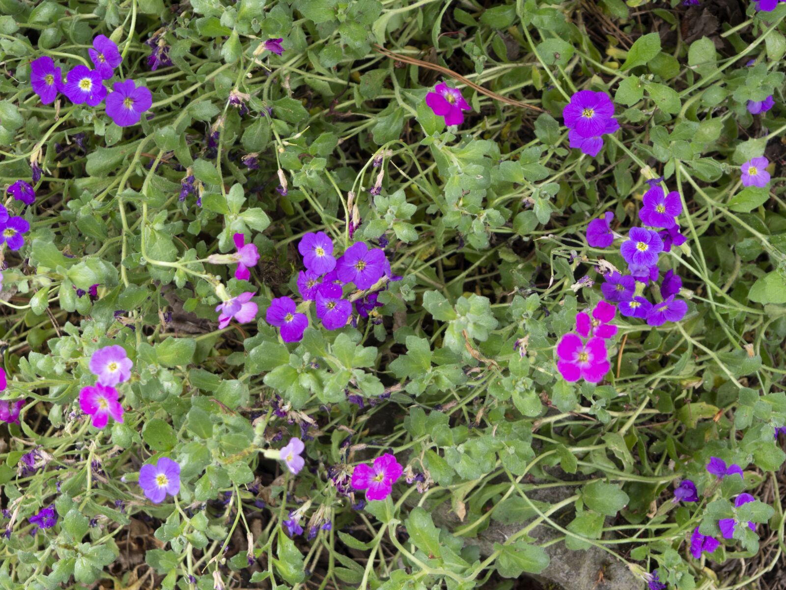 Olympus OM-D E-M10 II sample photo. Purple, flower, spring photography
