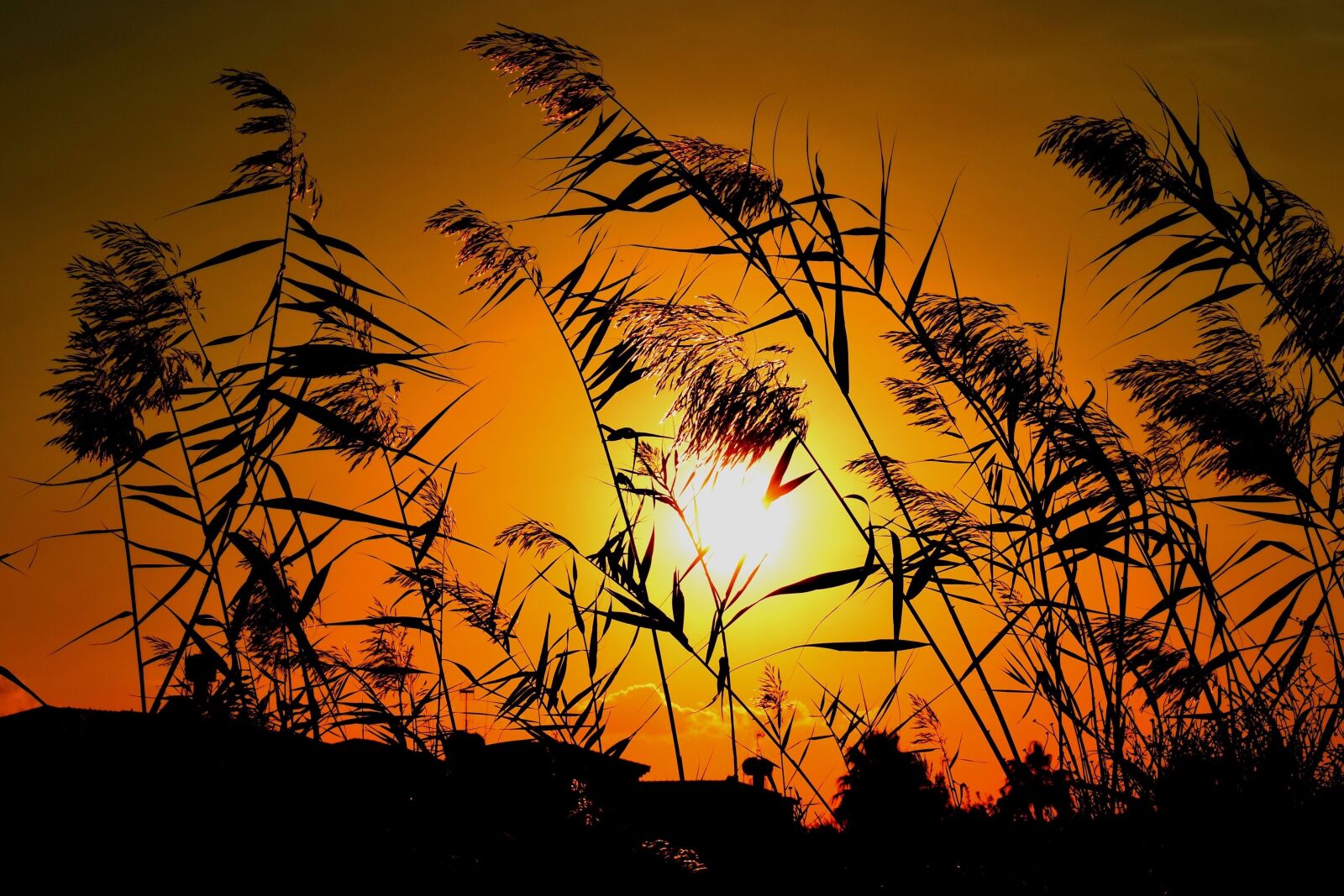 Nikon D3300 sample photo. Reeds, sun, sunset photography