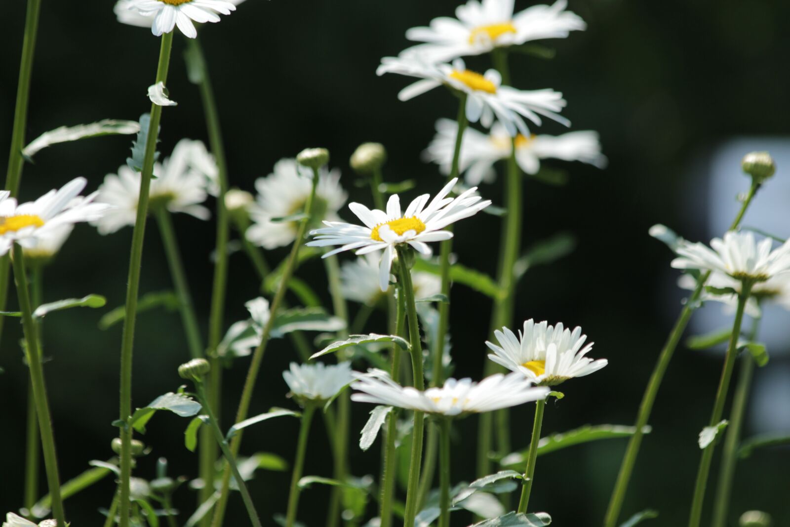 Canon EOS 650D (EOS Rebel T4i / EOS Kiss X6i) sample photo. Chamomile, flowers, white flowers photography