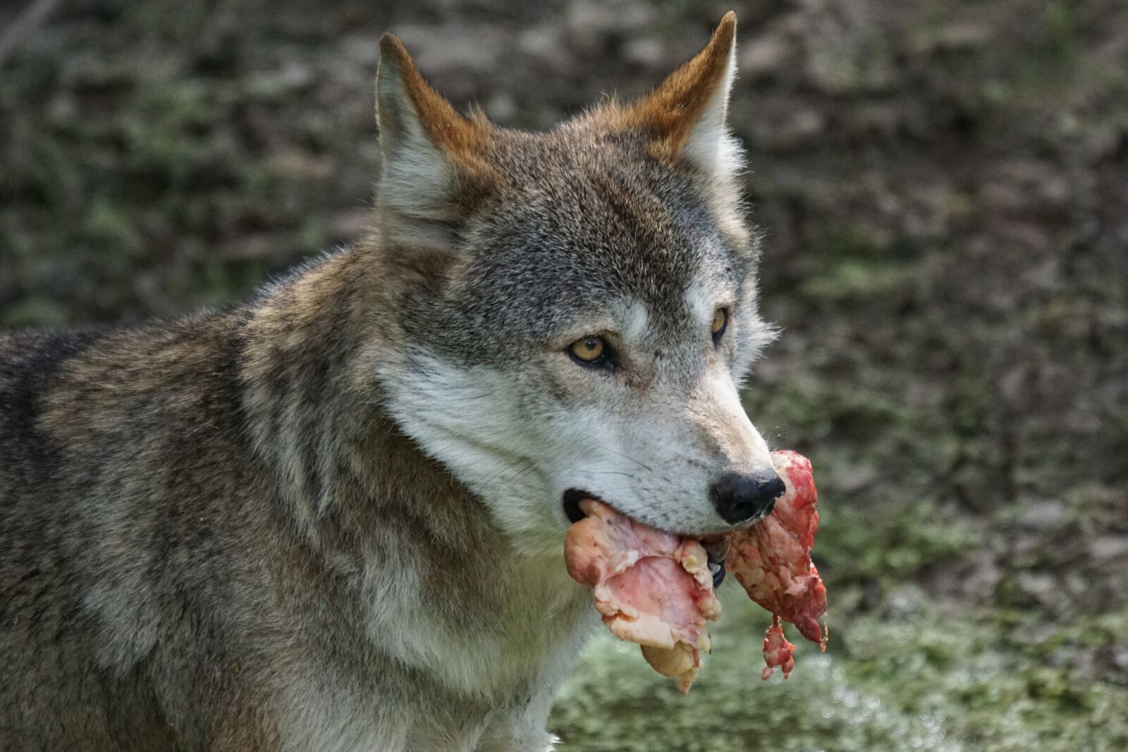 Sony ILCA-77M2 + Sony 70-400mm F4-5.6 G SSM sample photo. Wolf, predator, food photography