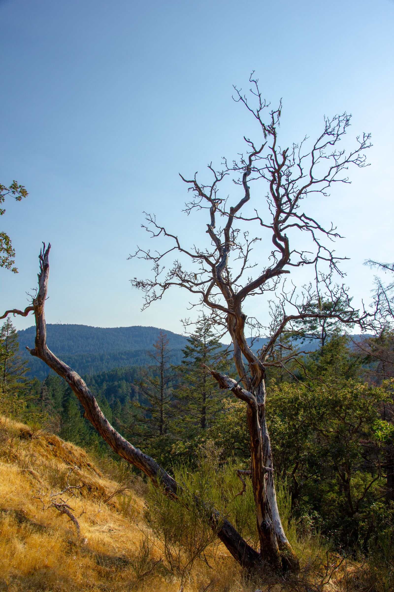 Canon EOS 550D (EOS Rebel T2i / EOS Kiss X4) sample photo. Dead, tree, mountains photography