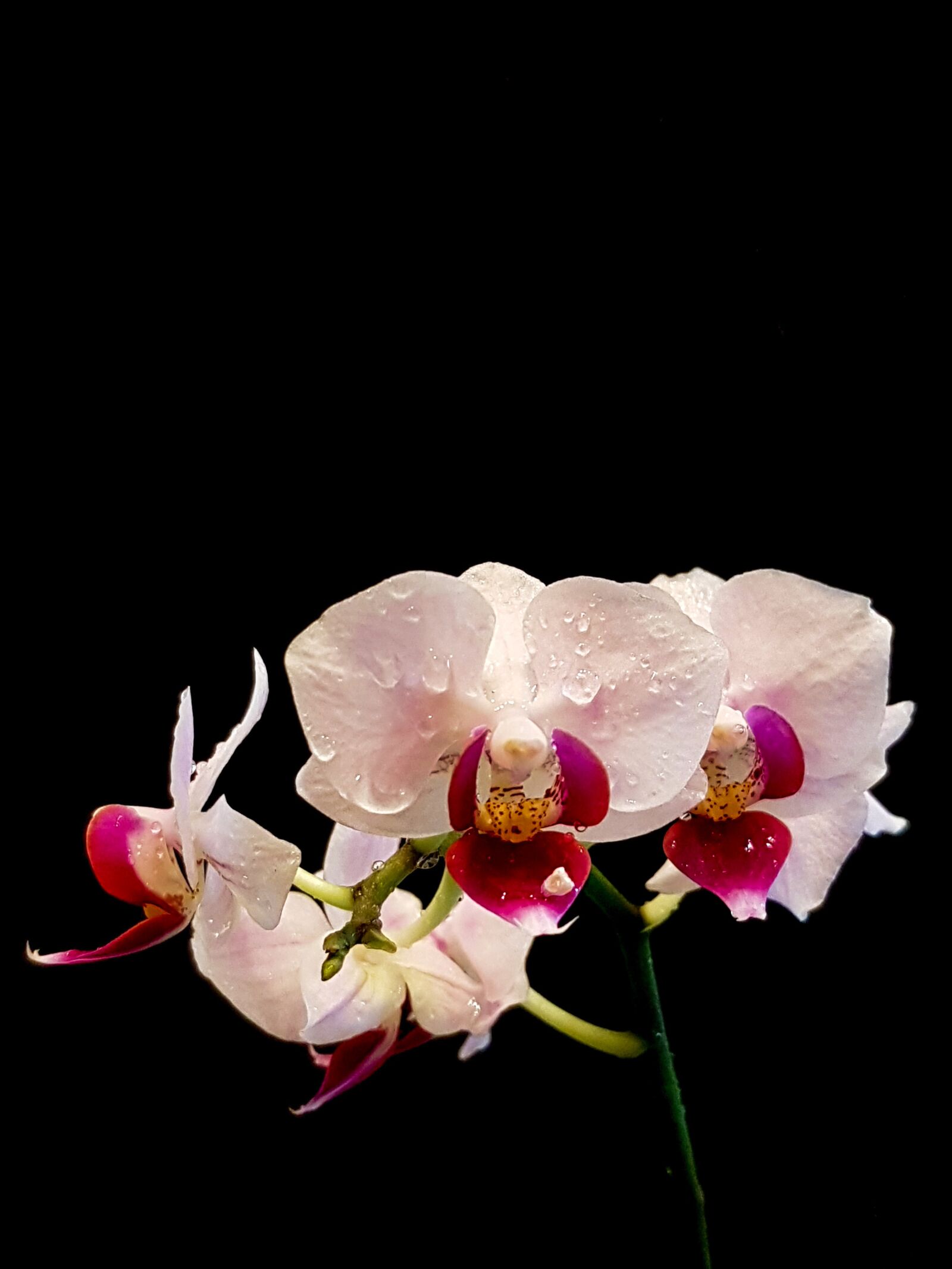 Samsung Galaxy S7 + Samsung Galaxy S7 Rear Camera sample photo. Flower, orchid, blossom photography