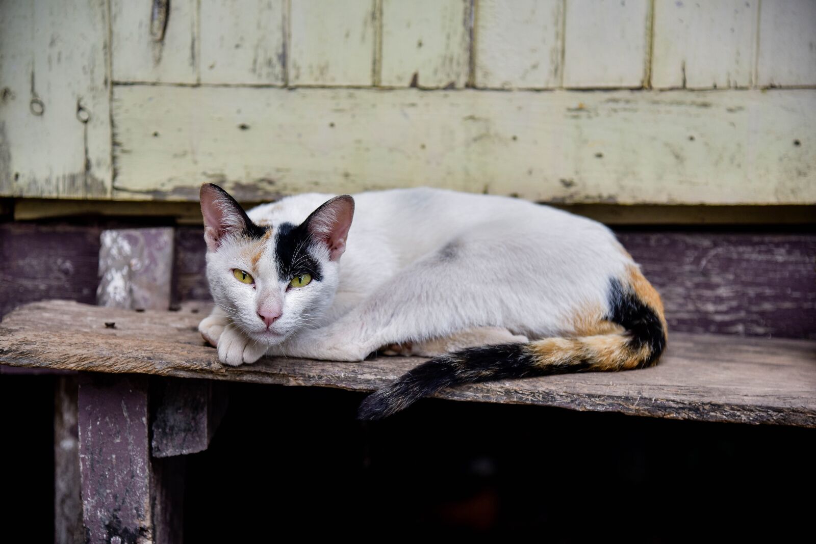 Nikon D750 sample photo. Cat, temple cat, cute photography