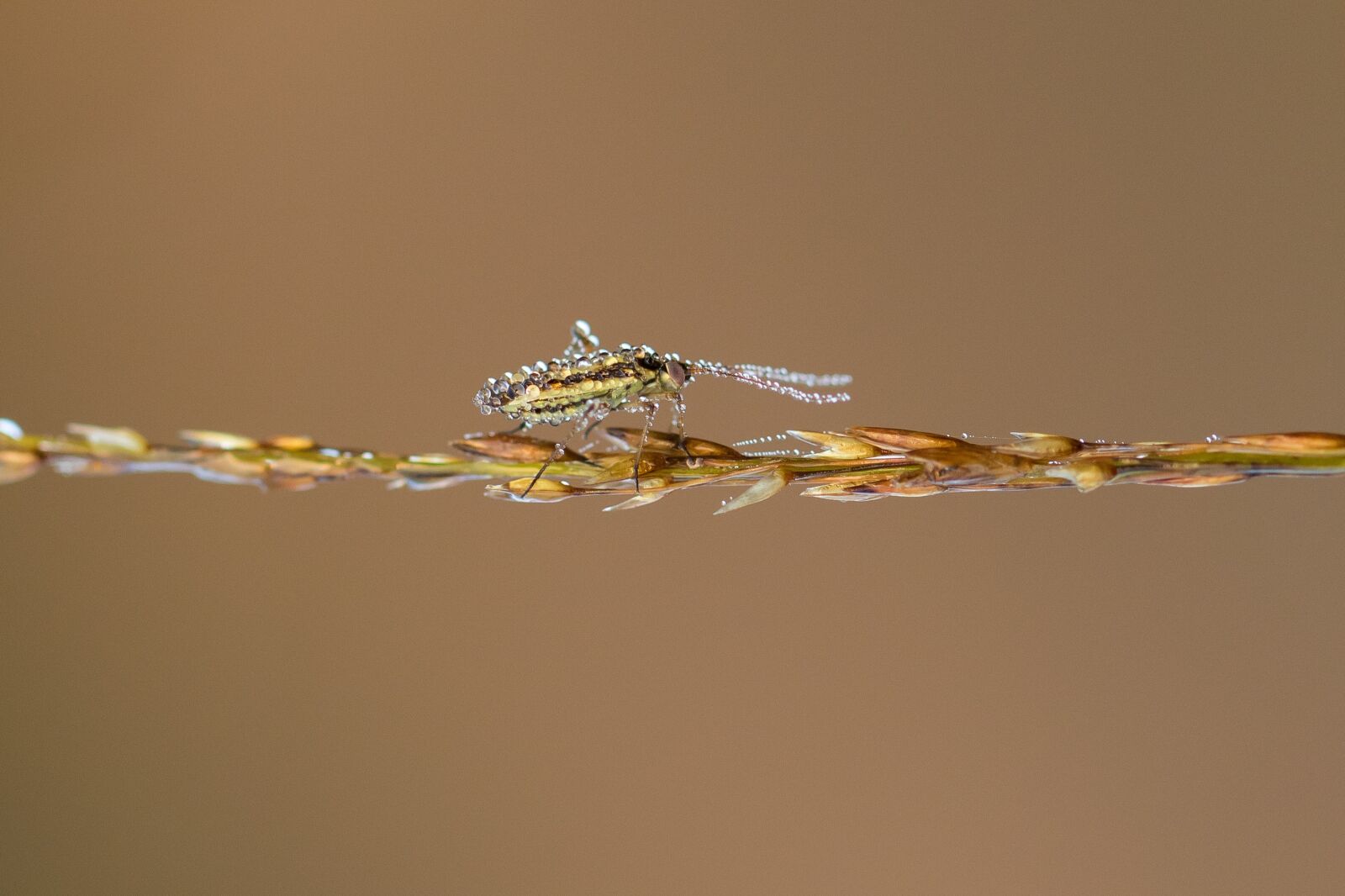 Canon EOS 7D Mark II sample photo. Insect, blade of grass photography