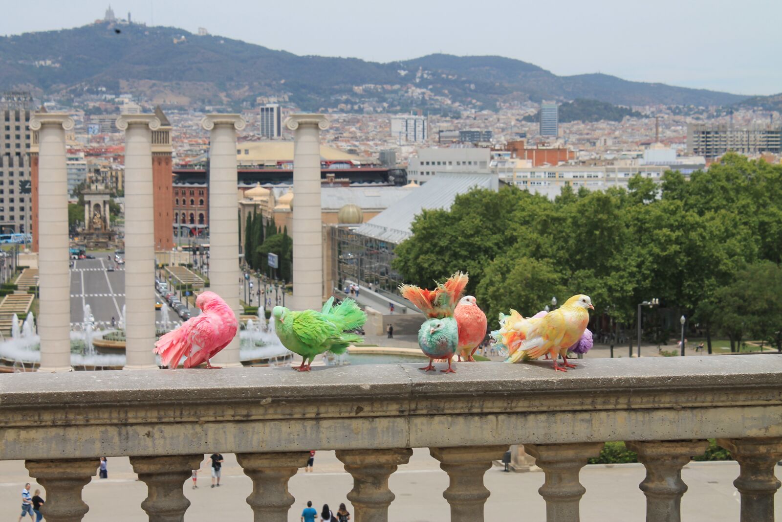 Canon EOS 1100D (EOS Rebel T3 / EOS Kiss X50) sample photo. Birds, colorful, barcelona photography