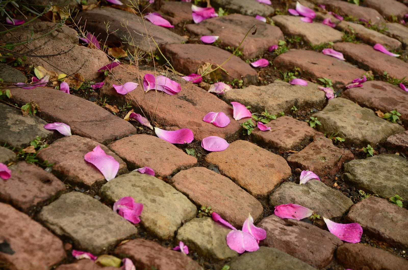 Nikon D5100 sample photo. Patch, paving stones, road photography