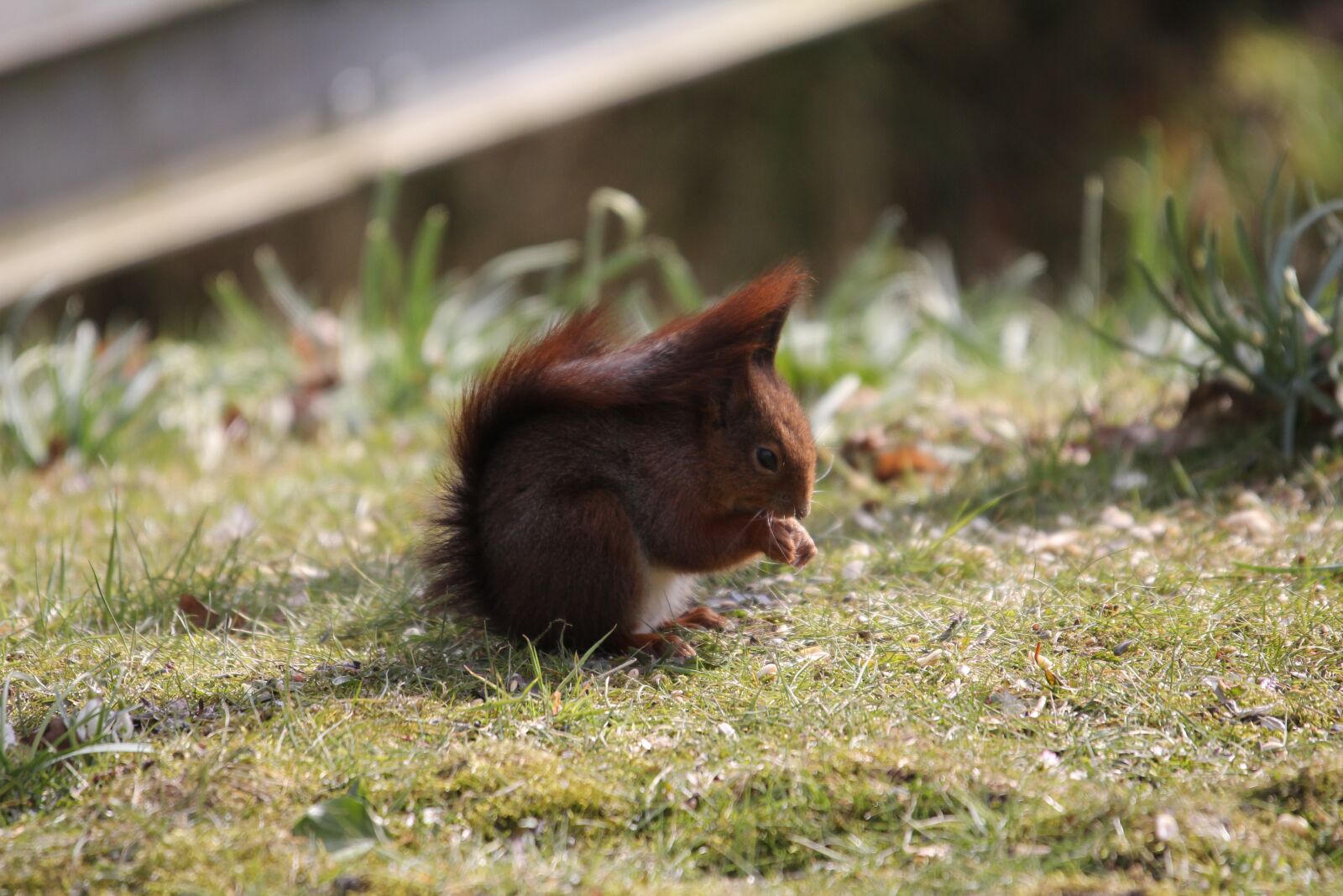 Canon EOS 60D sample photo. Squirrel, eichhörnchen, fressen photography