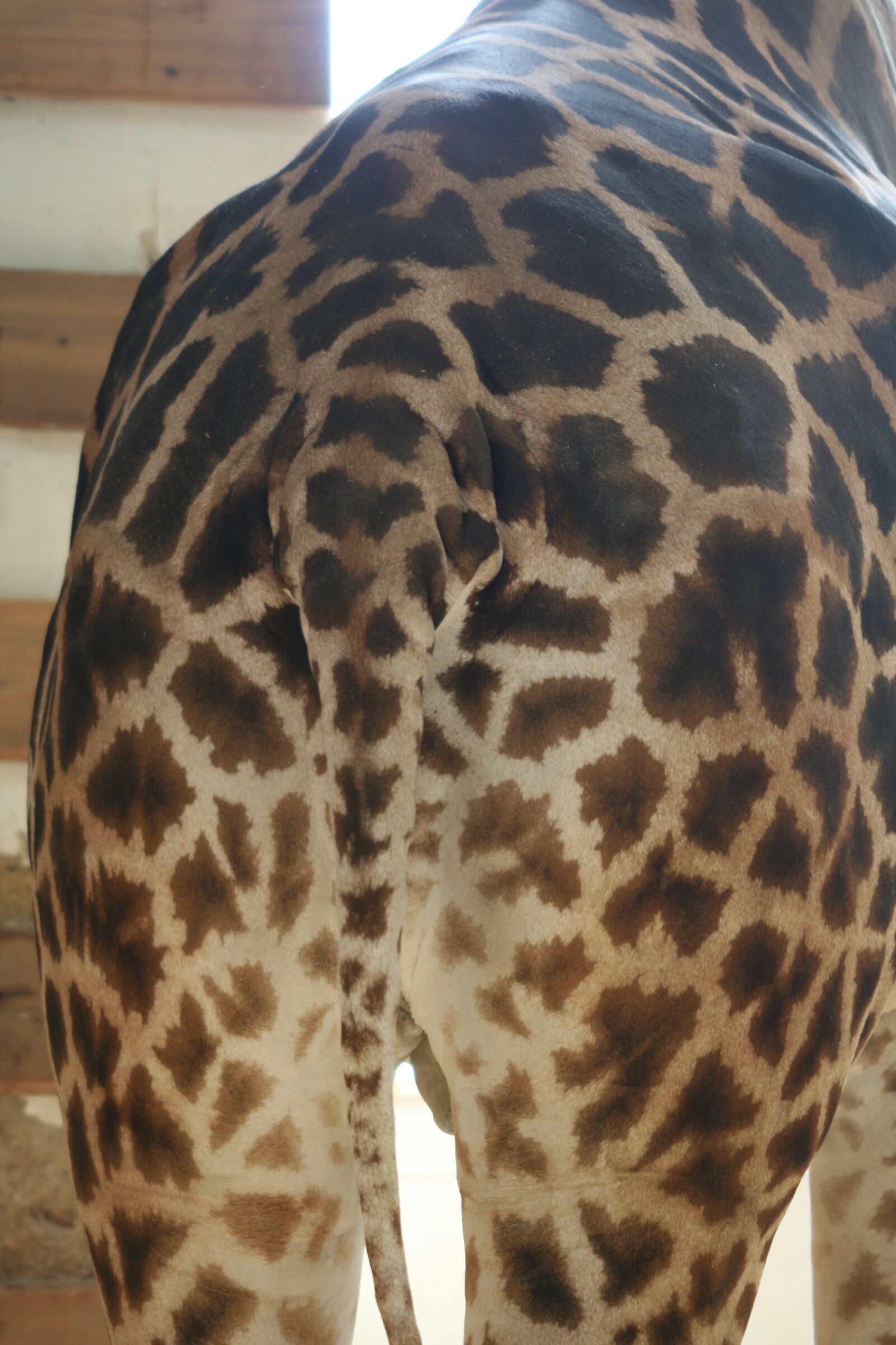Canon EOS 400D (EOS Digital Rebel XTi / EOS Kiss Digital X) sample photo. Giraffe, zoo, animal photography