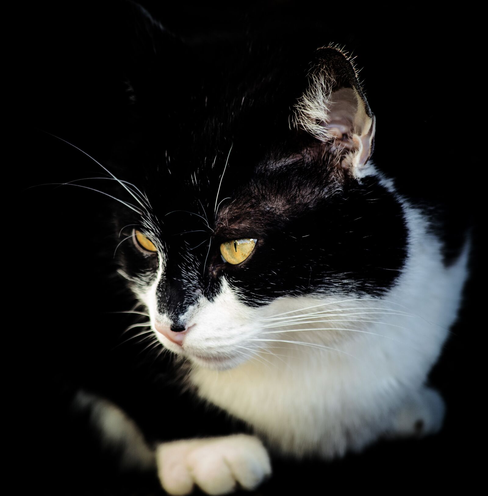 Canon EOS 6D Mark II sample photo. Cat, mammal, animal photography