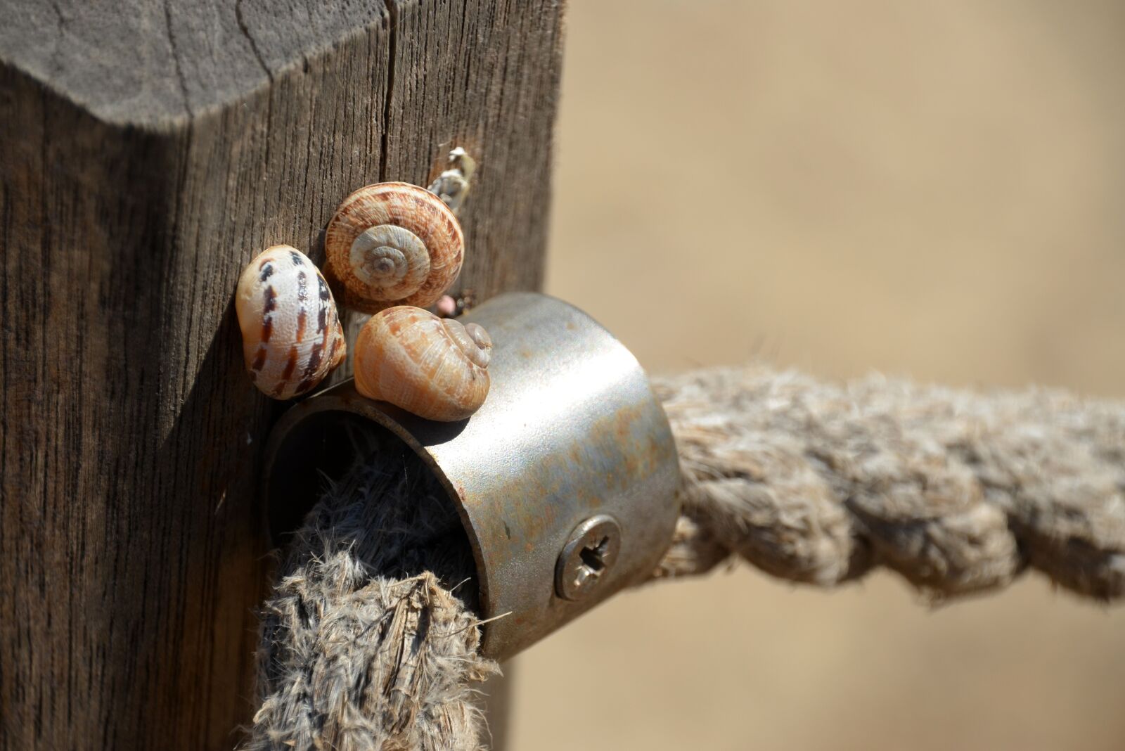 Nikon D5100 sample photo. Snails, shell, slowly photography