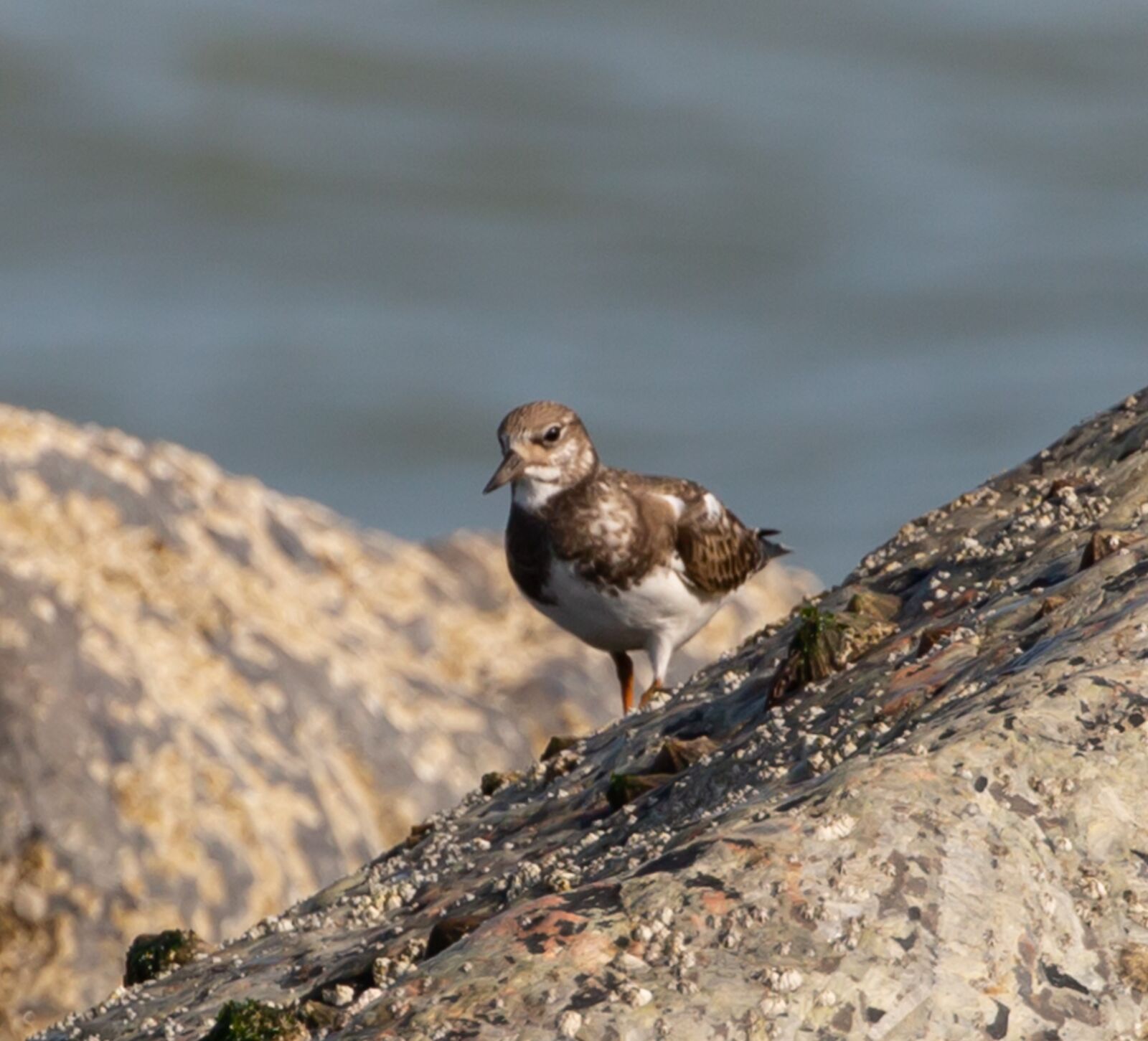 Canon EOS 5D Mark III sample photo. Turnstone, sandpiper, shorebird photography