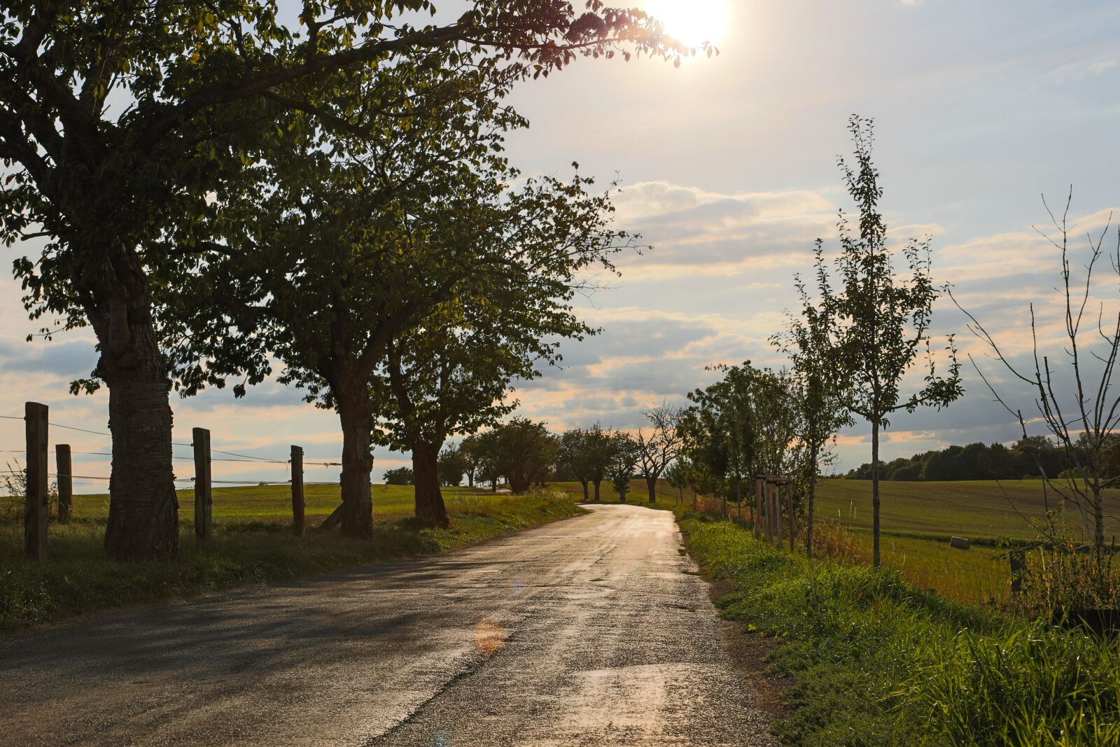 Canon EF 24-105mm F4L IS II USM sample photo. Autumn, lane, abendstimmung photography