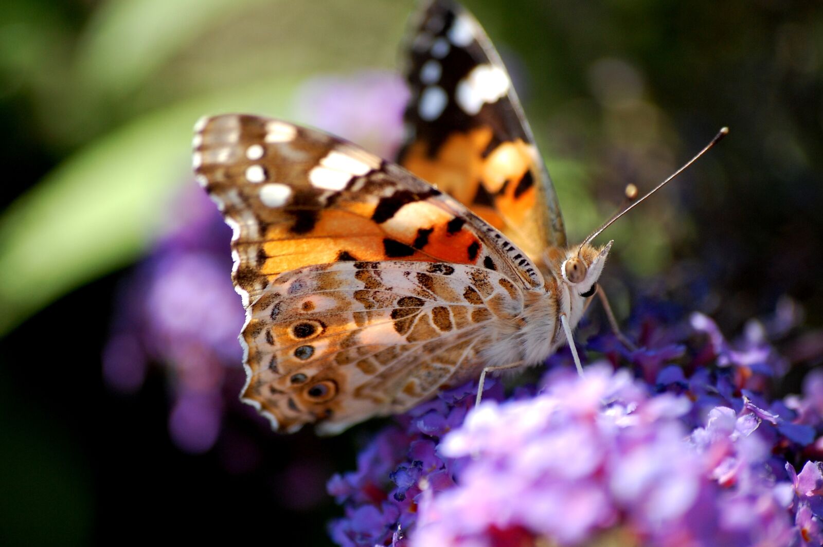 Nikon D40 sample photo. Butterfly, insects, flower photography