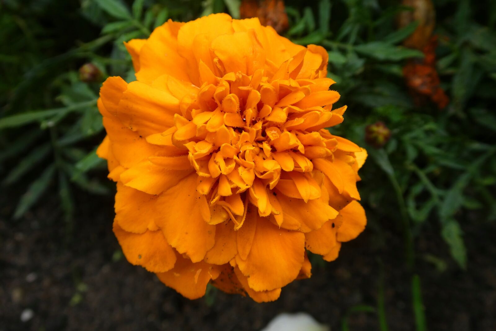 Panasonic Lumix DC-ZS70 (Lumix DC-TZ90) sample photo. Tagetes, flower, bloom photography