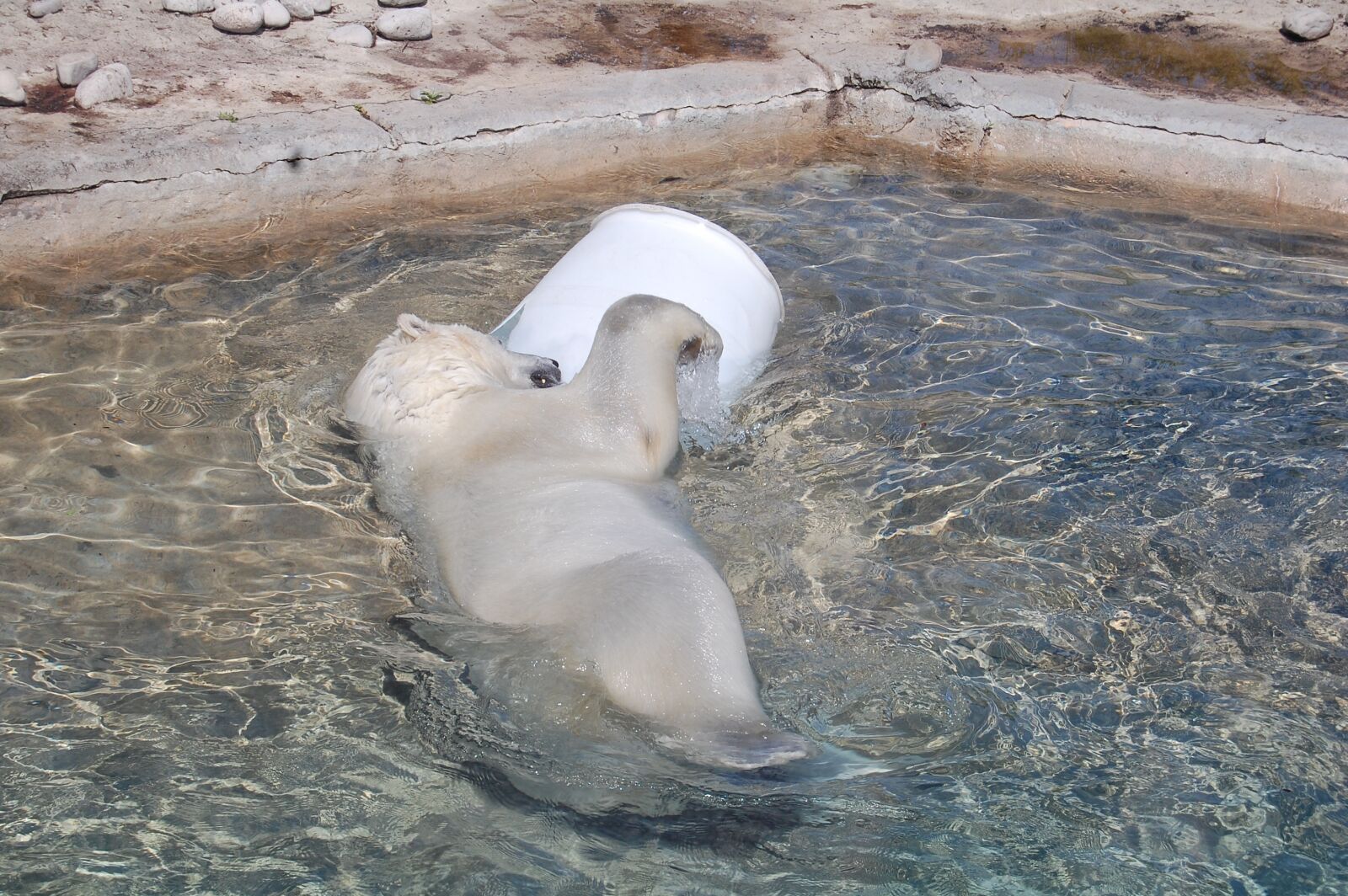 Nikon D40 sample photo. Bear, polar, arctic photography