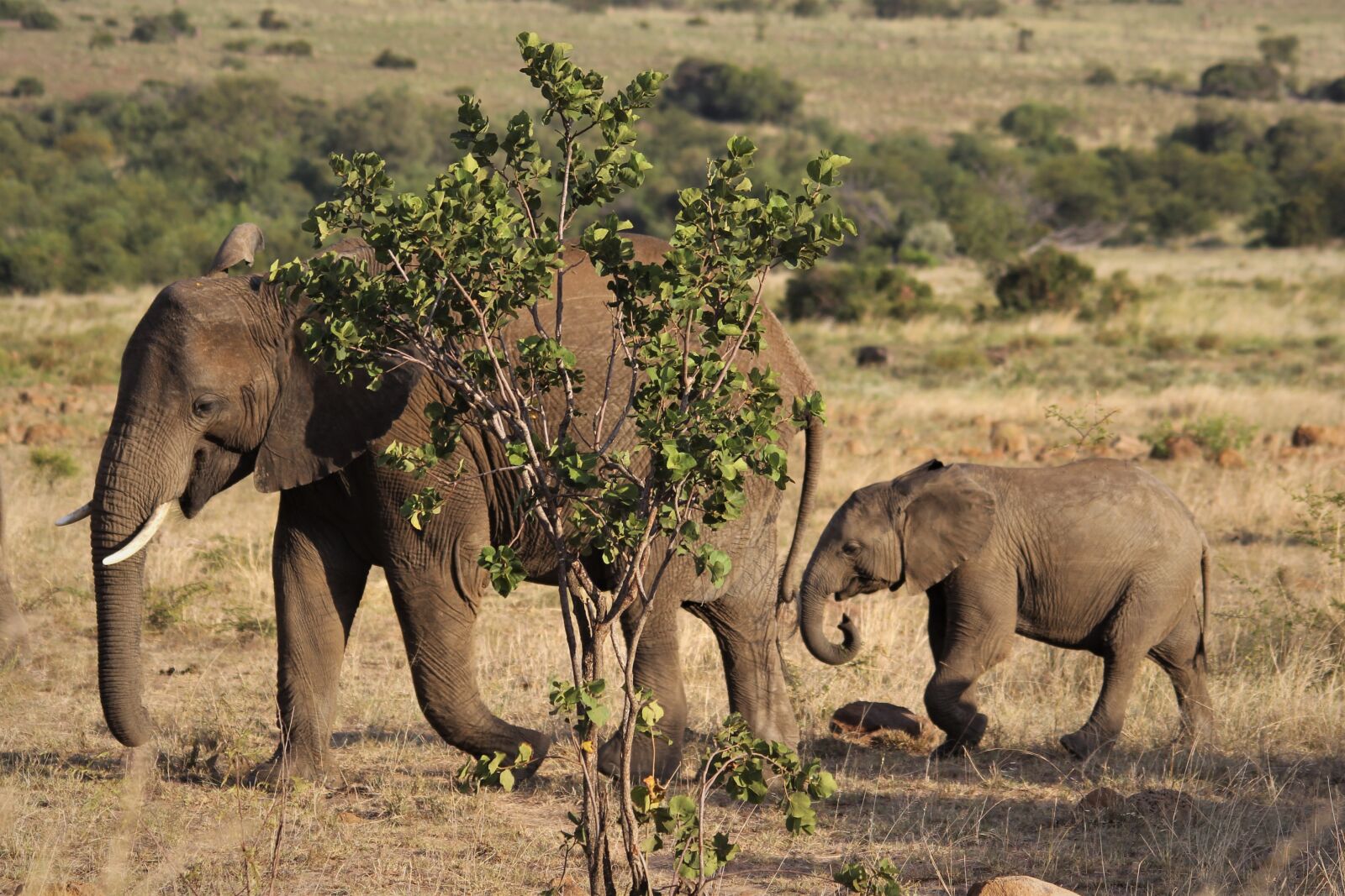 Canon EOS 60D sample photo. African, elephant, cow photography