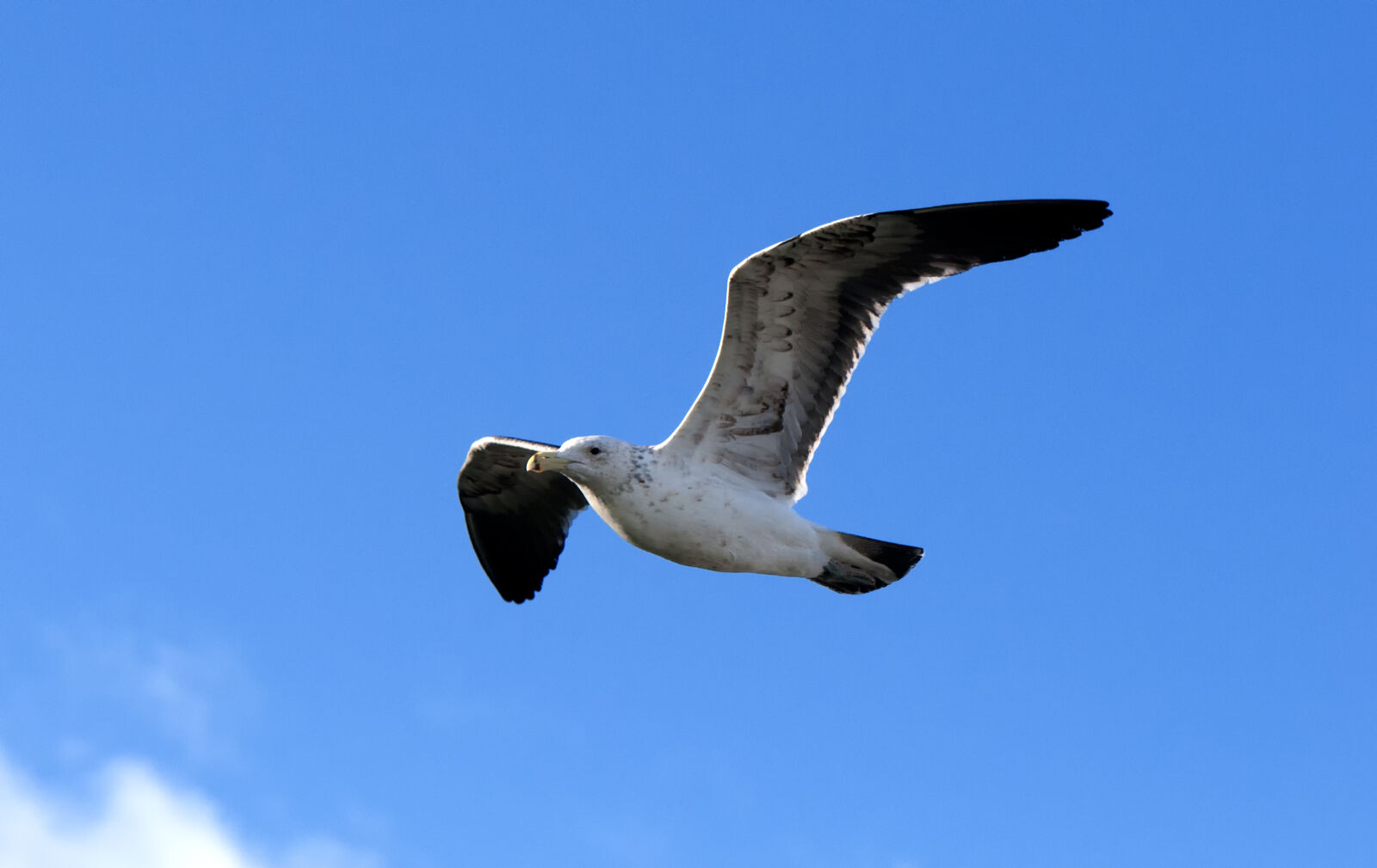Nikon D300 sample photo. Seagull, flying photography