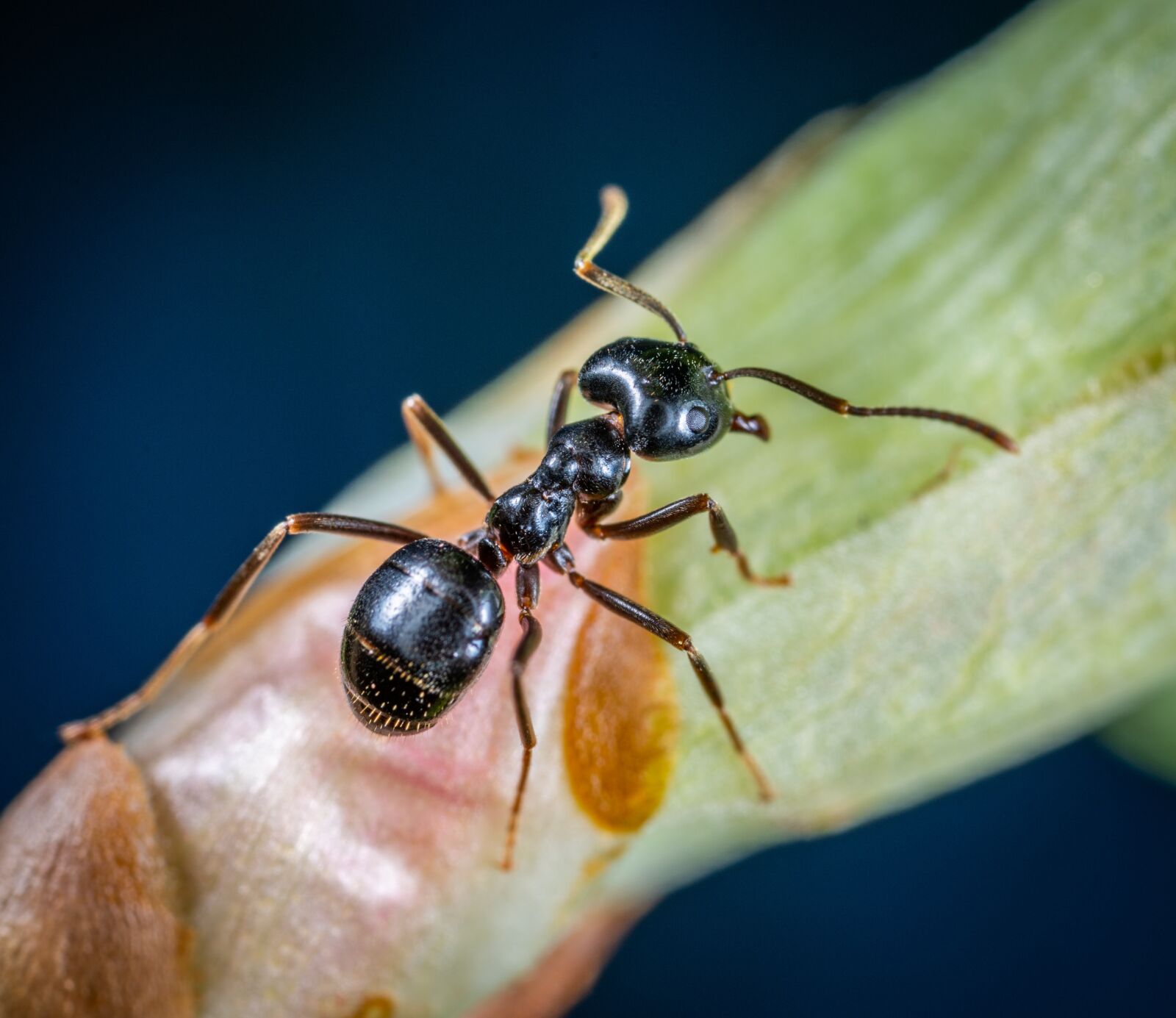 #124 65/2.8 sample photo. Insect, macro photography