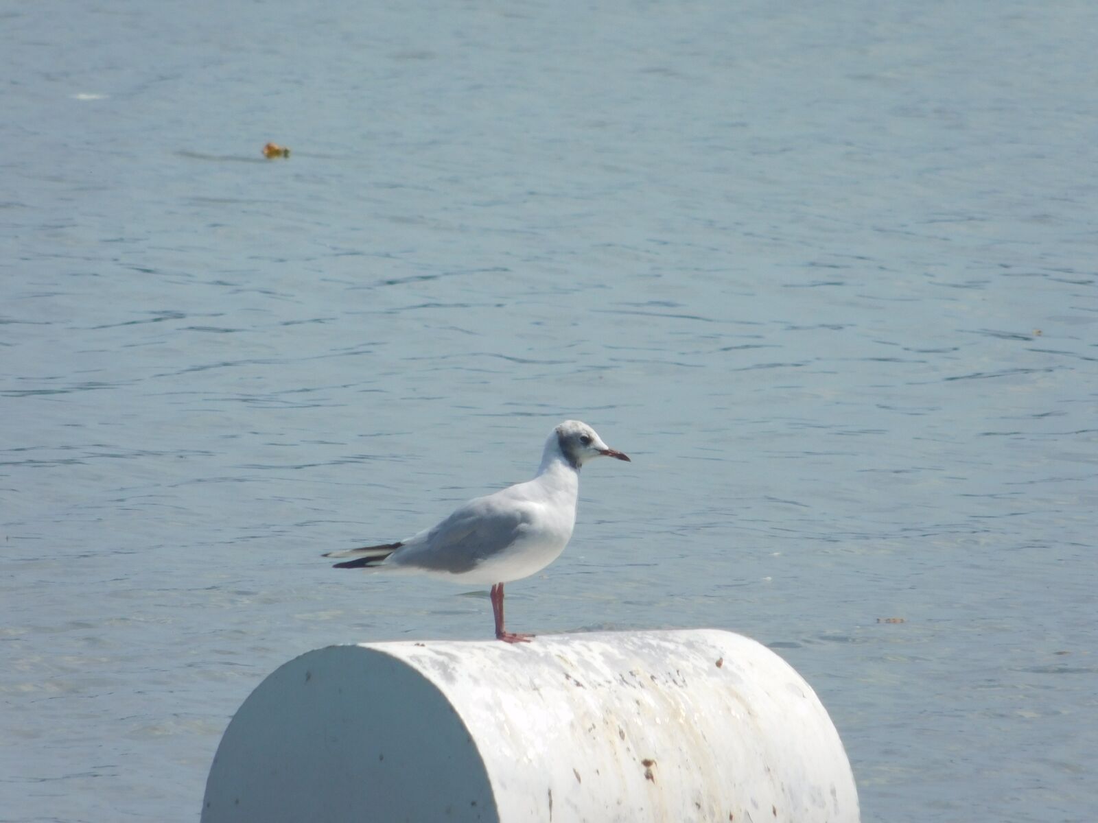 Nikon Coolpix L840 sample photo. Water, wildlife, bird, seabird photography