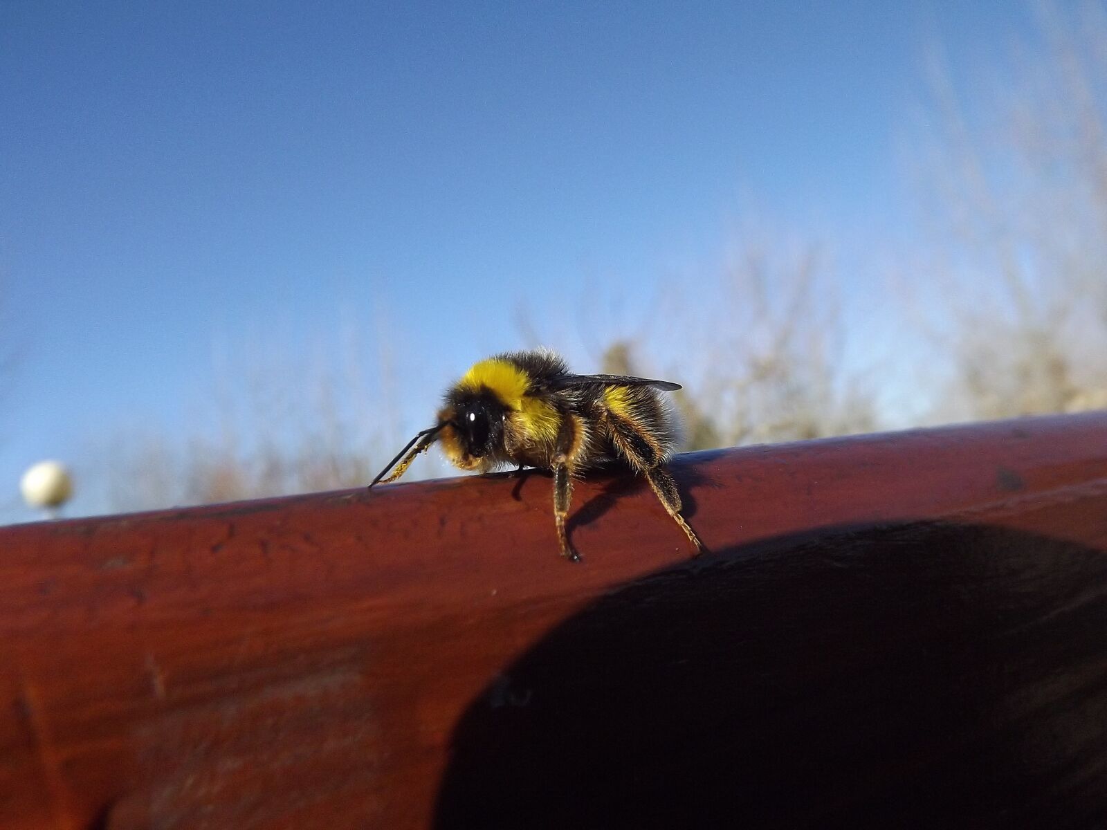 FujiFilm FinePix S4000 (FinePix S4050) sample photo. Bee, yellow, black photography