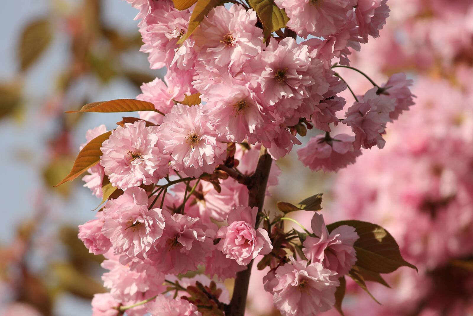 Canon EOS 1100D (EOS Rebel T3 / EOS Kiss X50) sample photo. Ornamental cherry, prunus, spring photography