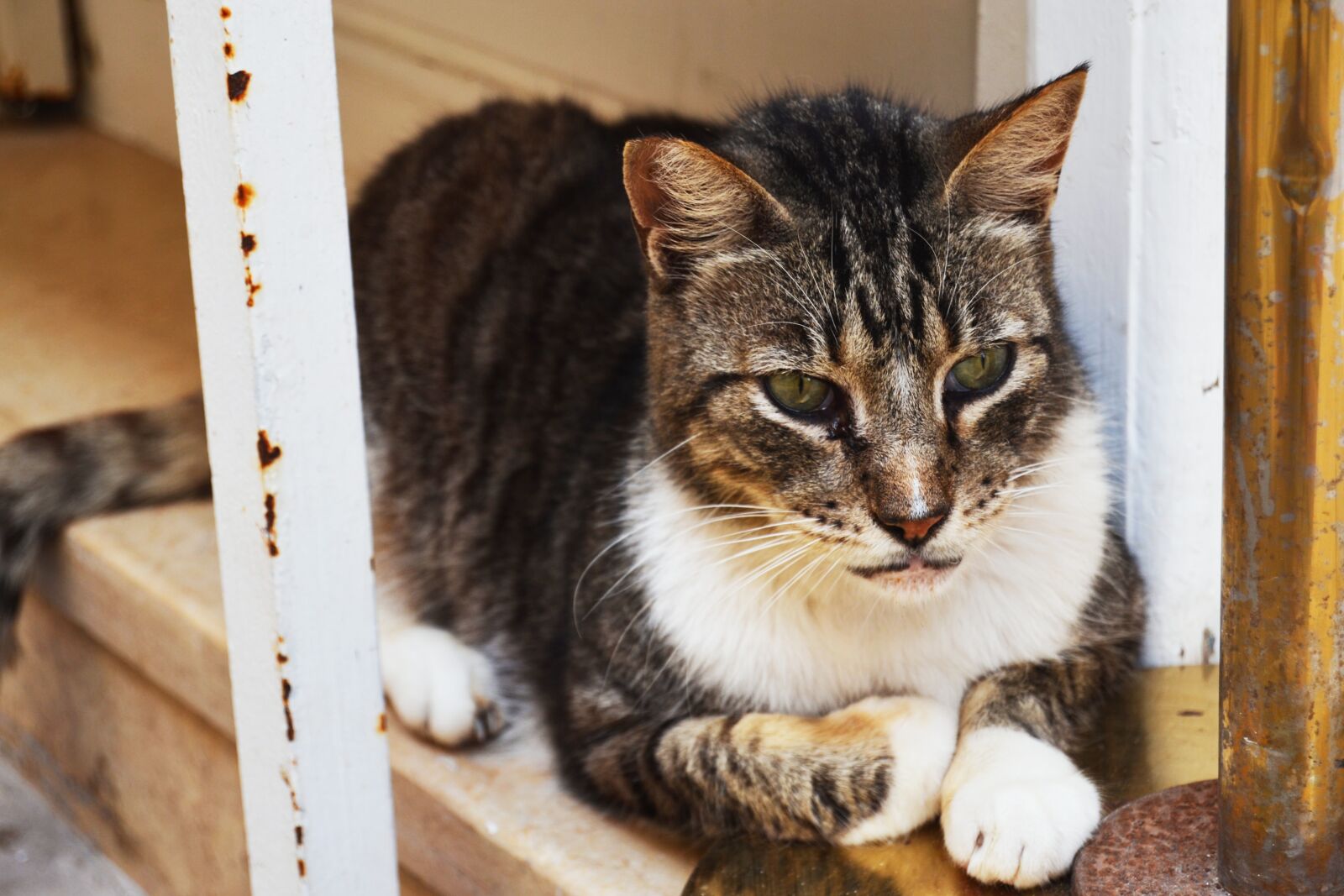 Nikon D3100 sample photo. Morocco, essaouira, cat photography