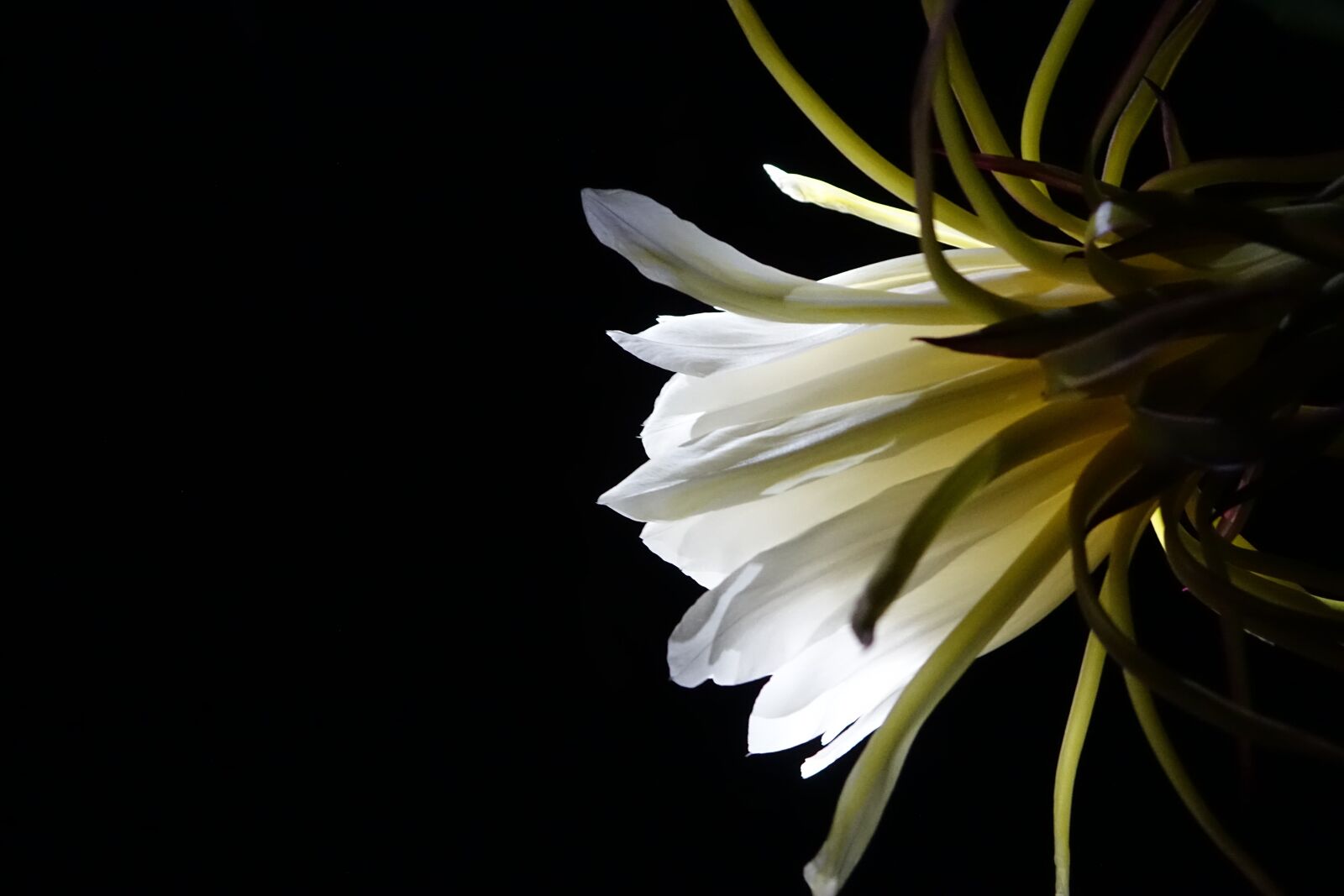 Sony Cyber-shot DSC-RX10 sample photo. Flower, pitaya flower, white photography