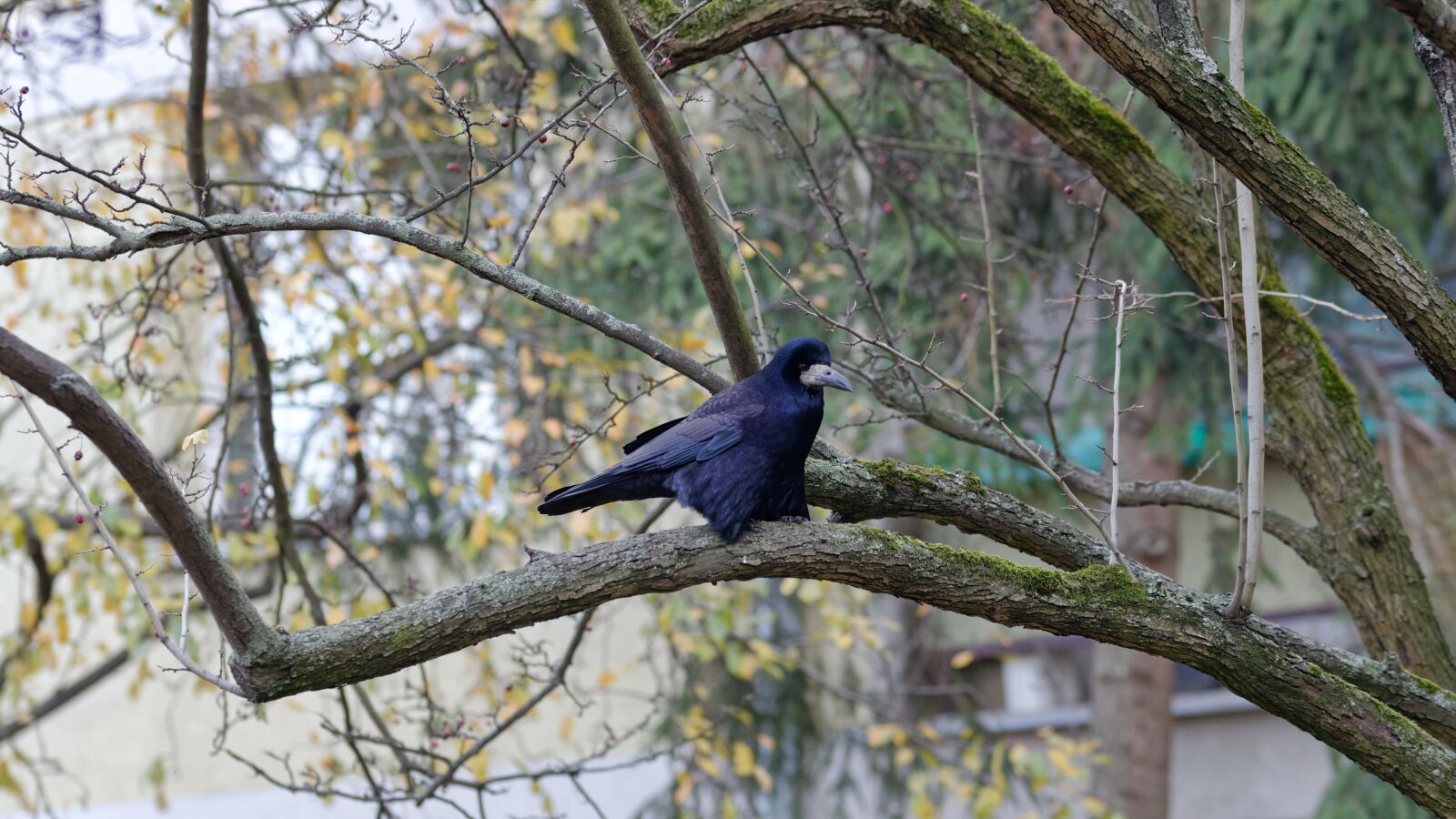 Nikon D5100 sample photo. Bird, crow, corvid photography