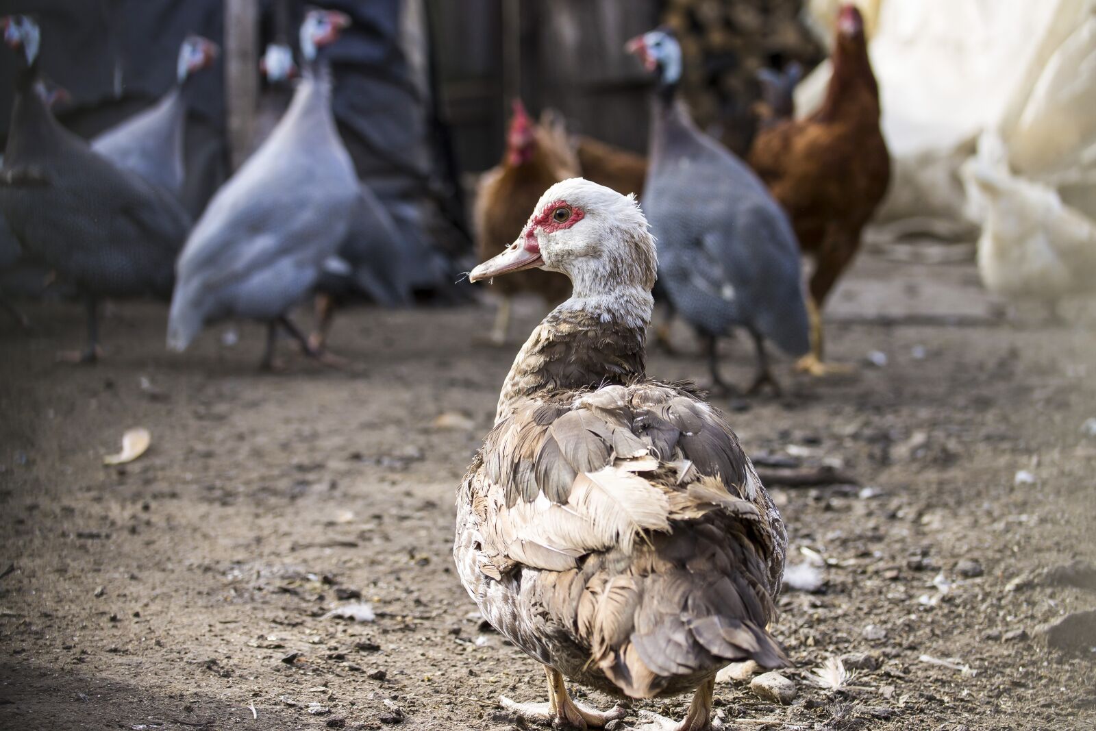 Canon EF-S 60mm F2.8 Macro USM sample photo. Duck, poultry, barton photography