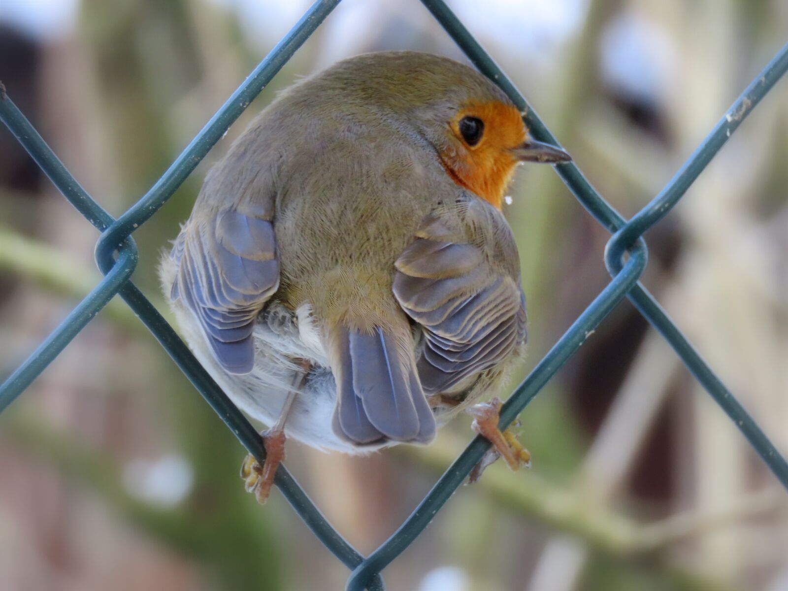 Canon PowerShot SX60 HS sample photo. Robin, fence, wire fence photography