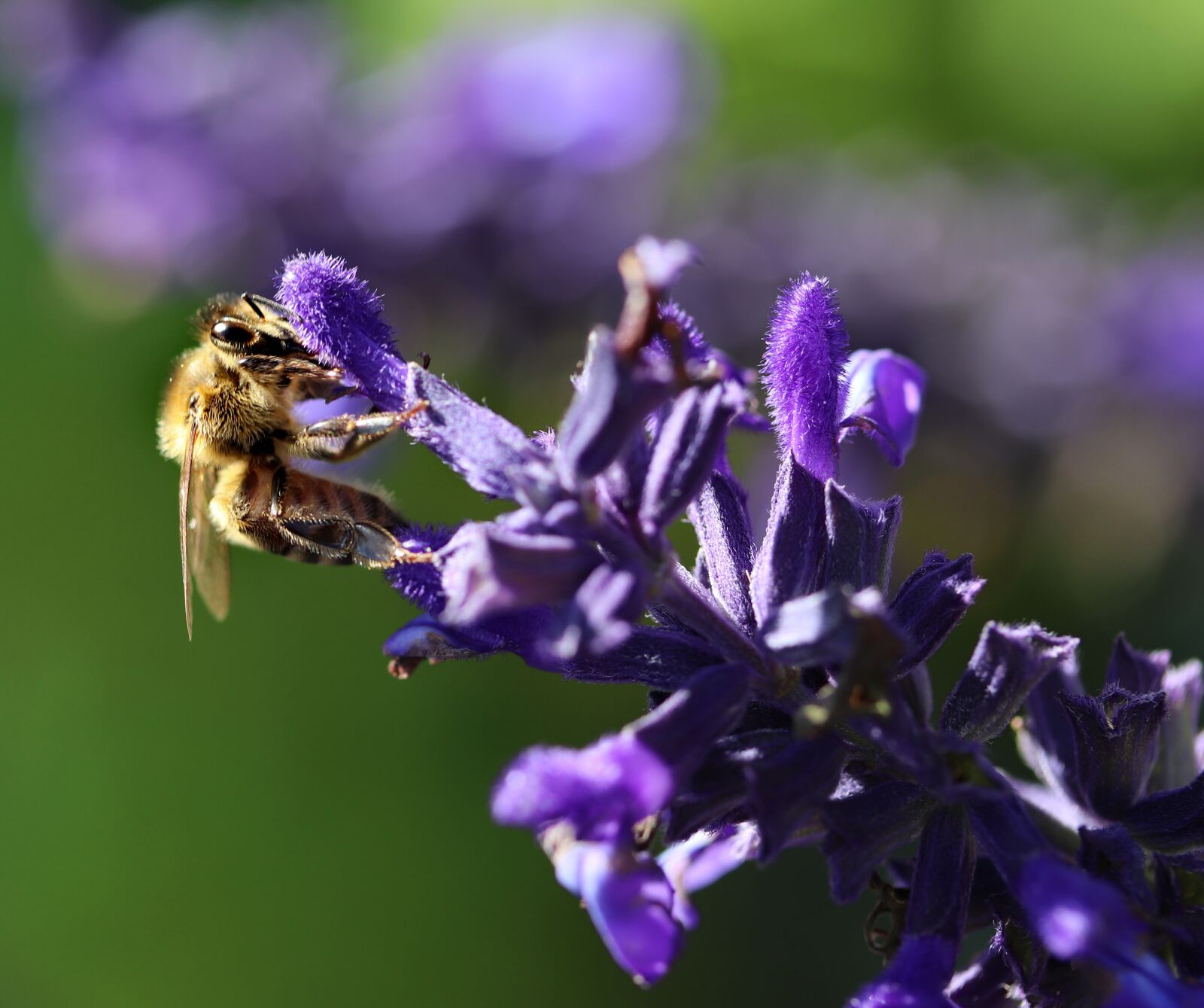 Canon EF-S 60mm F2.8 Macro USM sample photo. Bee, insect, pollen photography