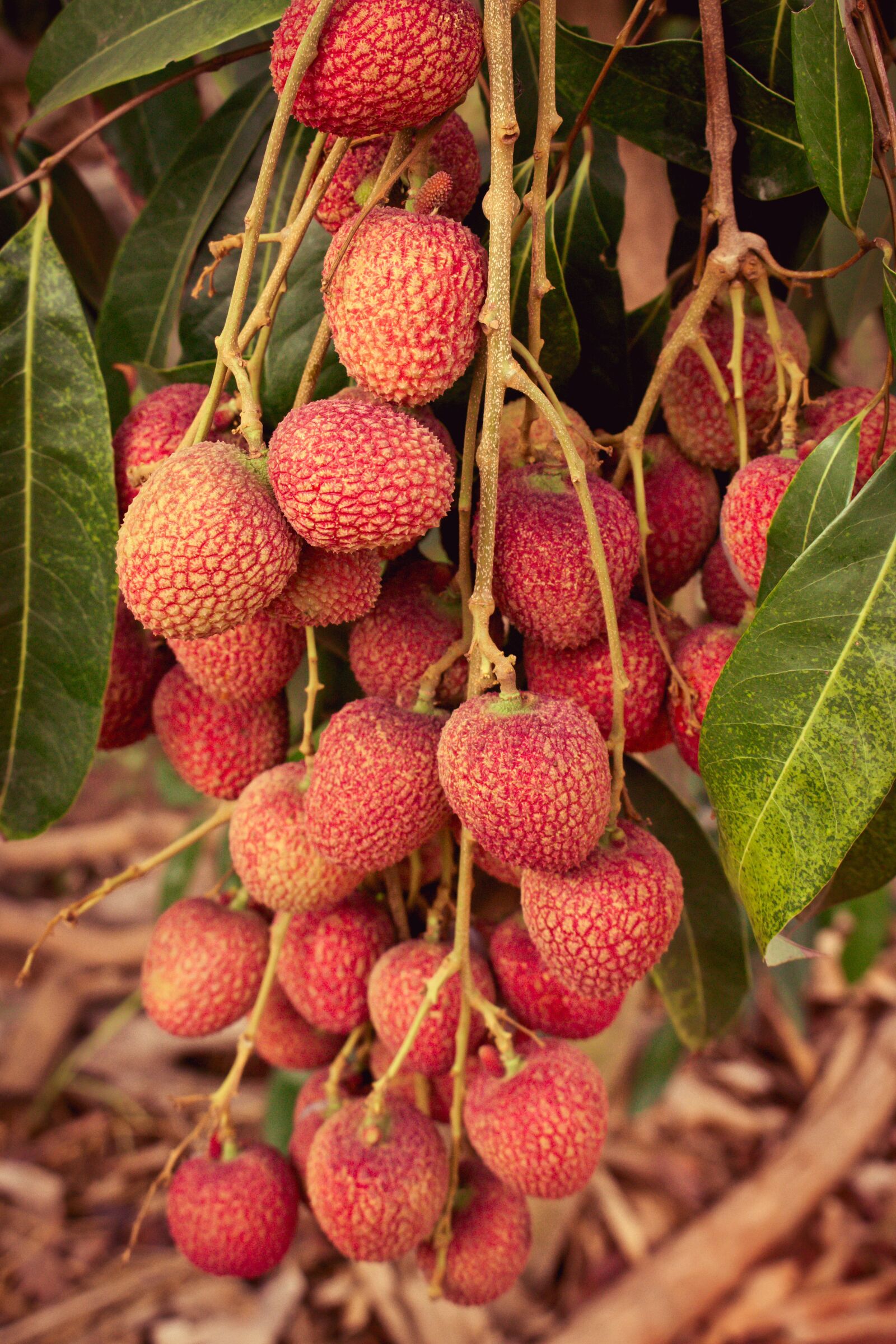 Canon EOS 700D (EOS Rebel T5i / EOS Kiss X7i) sample photo. Lychee, results, fruit photography