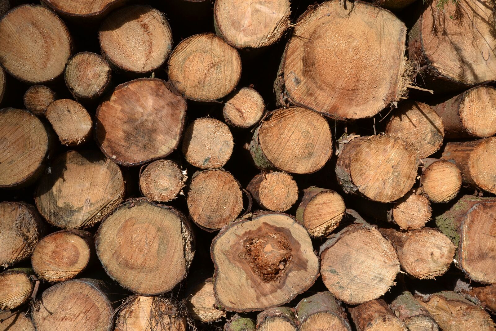 Nikon D3100 sample photo. Tree trunks, timber, timber photography
