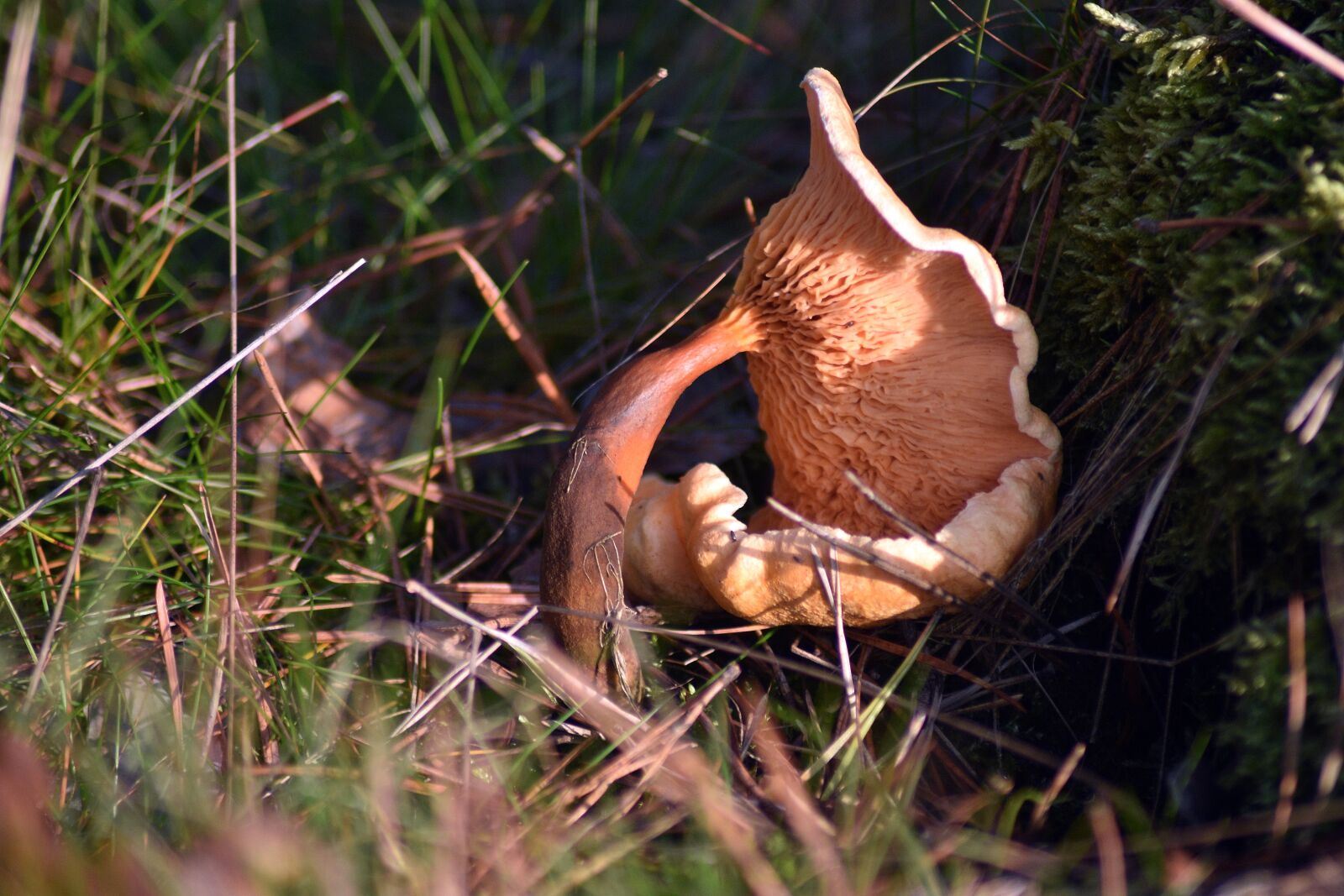 Nikon D3400 sample photo. Mushrooms, forest, in the photography