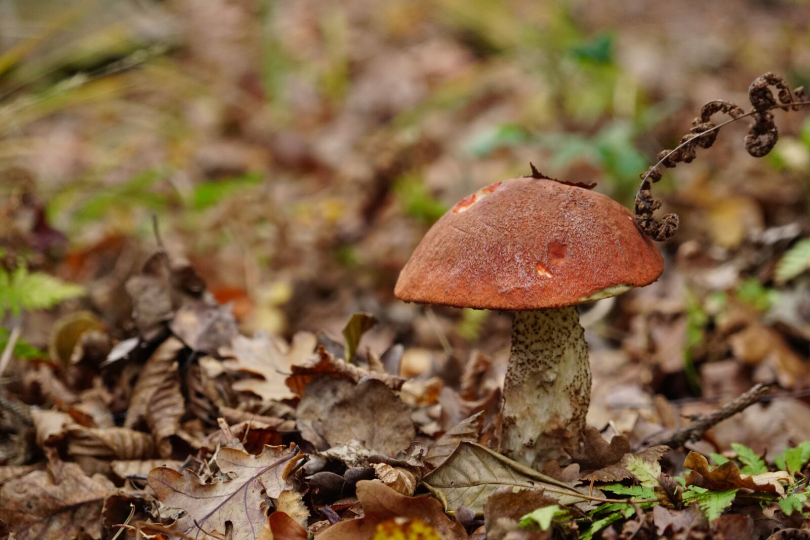 Sony a6300 sample photo. Mushroom, autumn, leaves photography