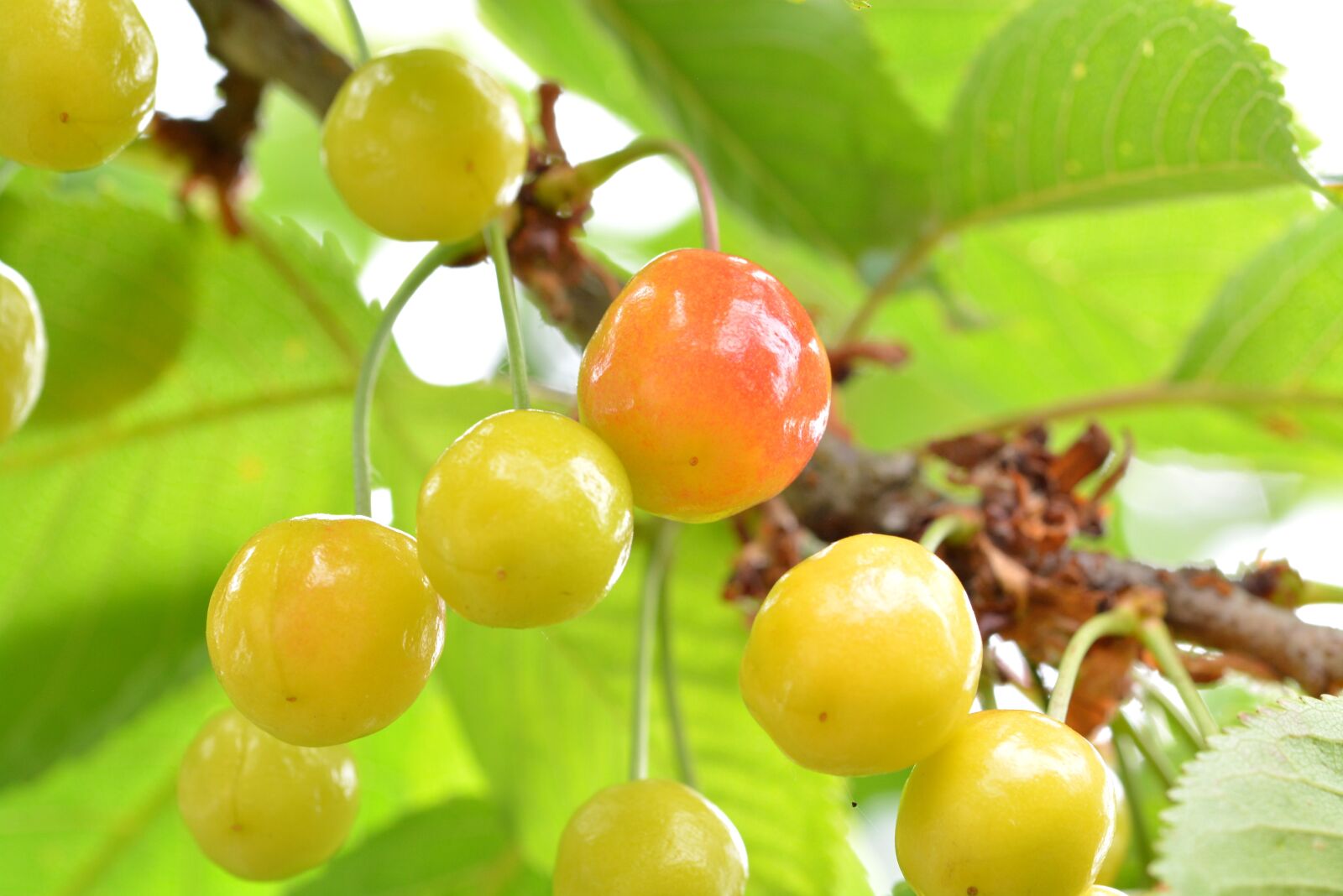 Nikon D5200 sample photo. Cherries, fruit, immature photography