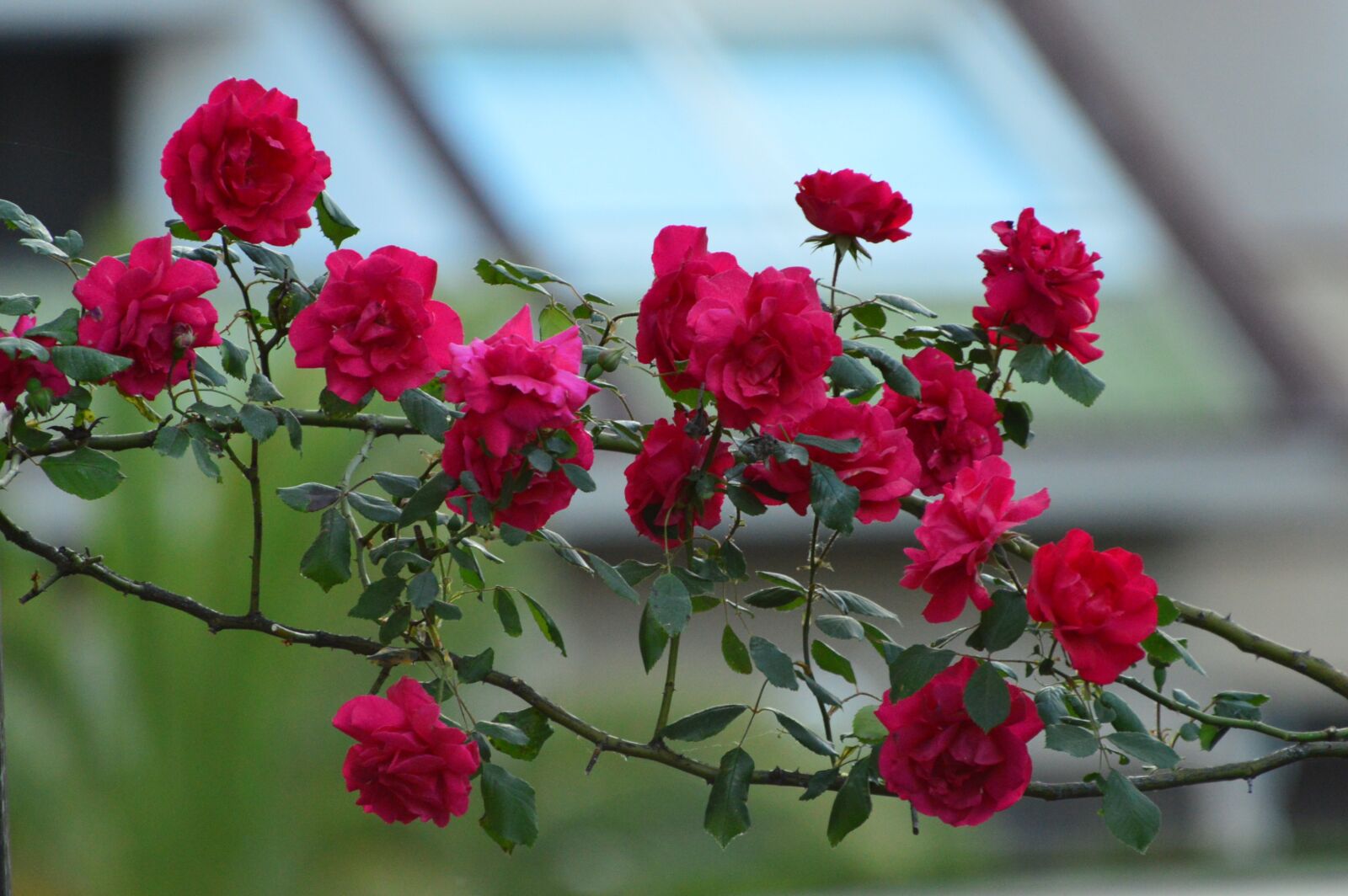Nikon D3200 sample photo. Red roses, roses, love photography