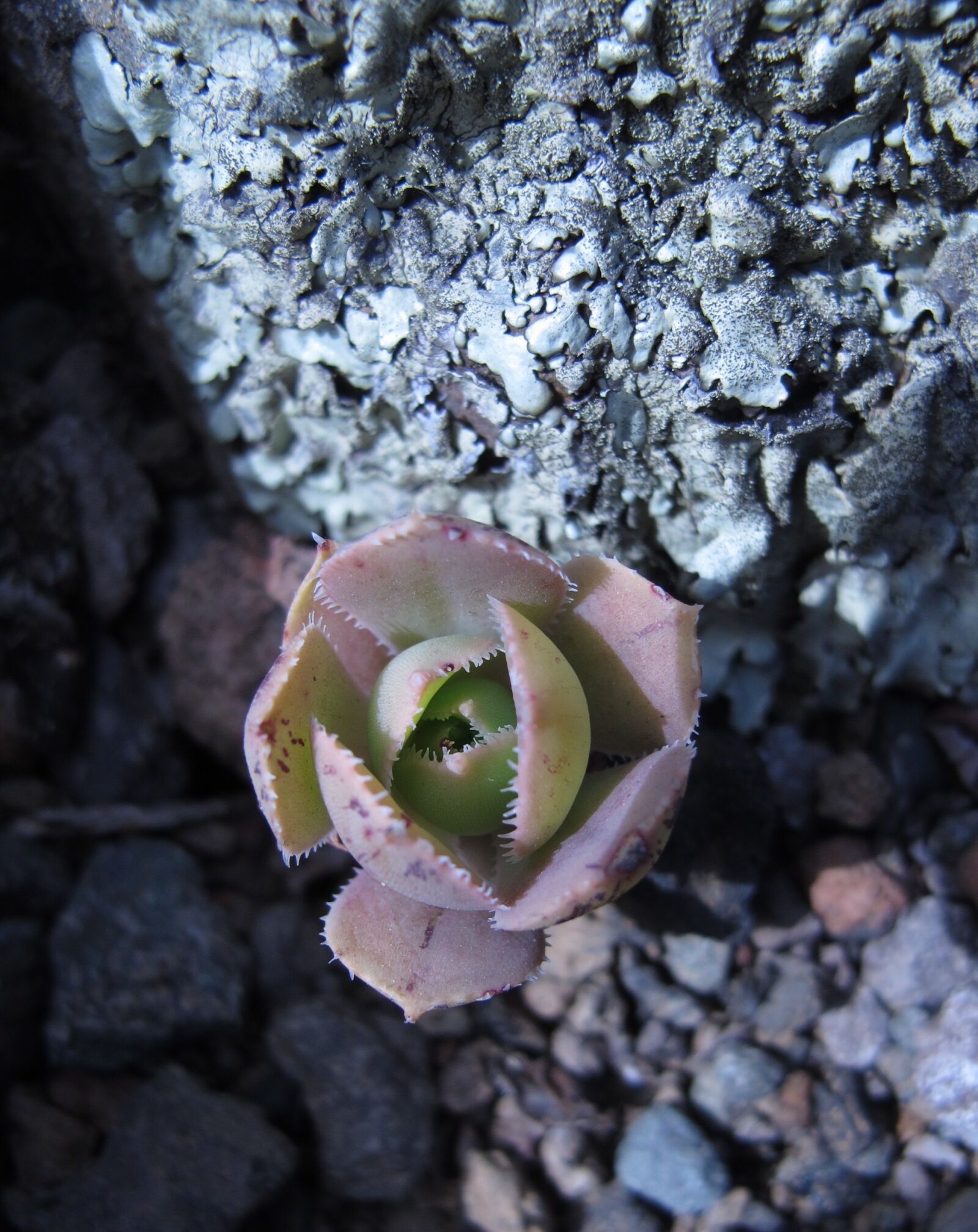 Canon PowerShot G12 sample photo. Succulent, canary islands, fungus photography